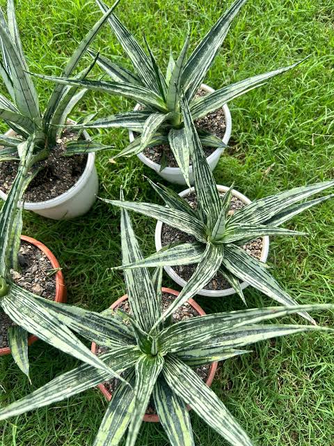 Sansevieria Fon Prum