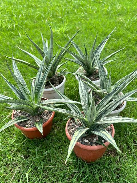 Sansevieria Fon Prum