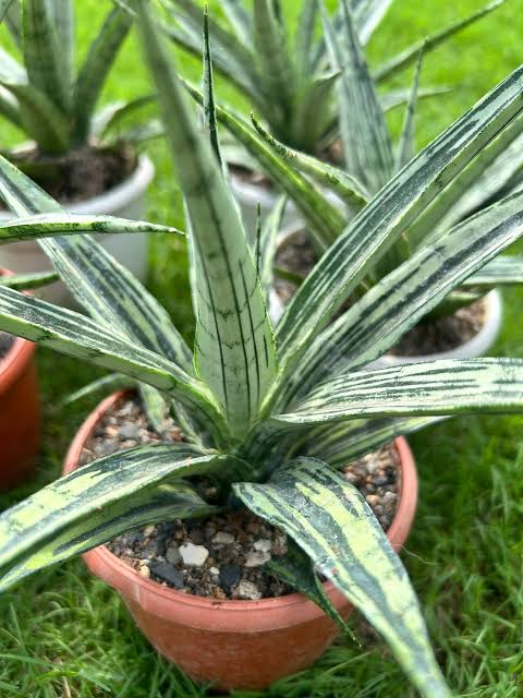 Sansevieria Fon Prum