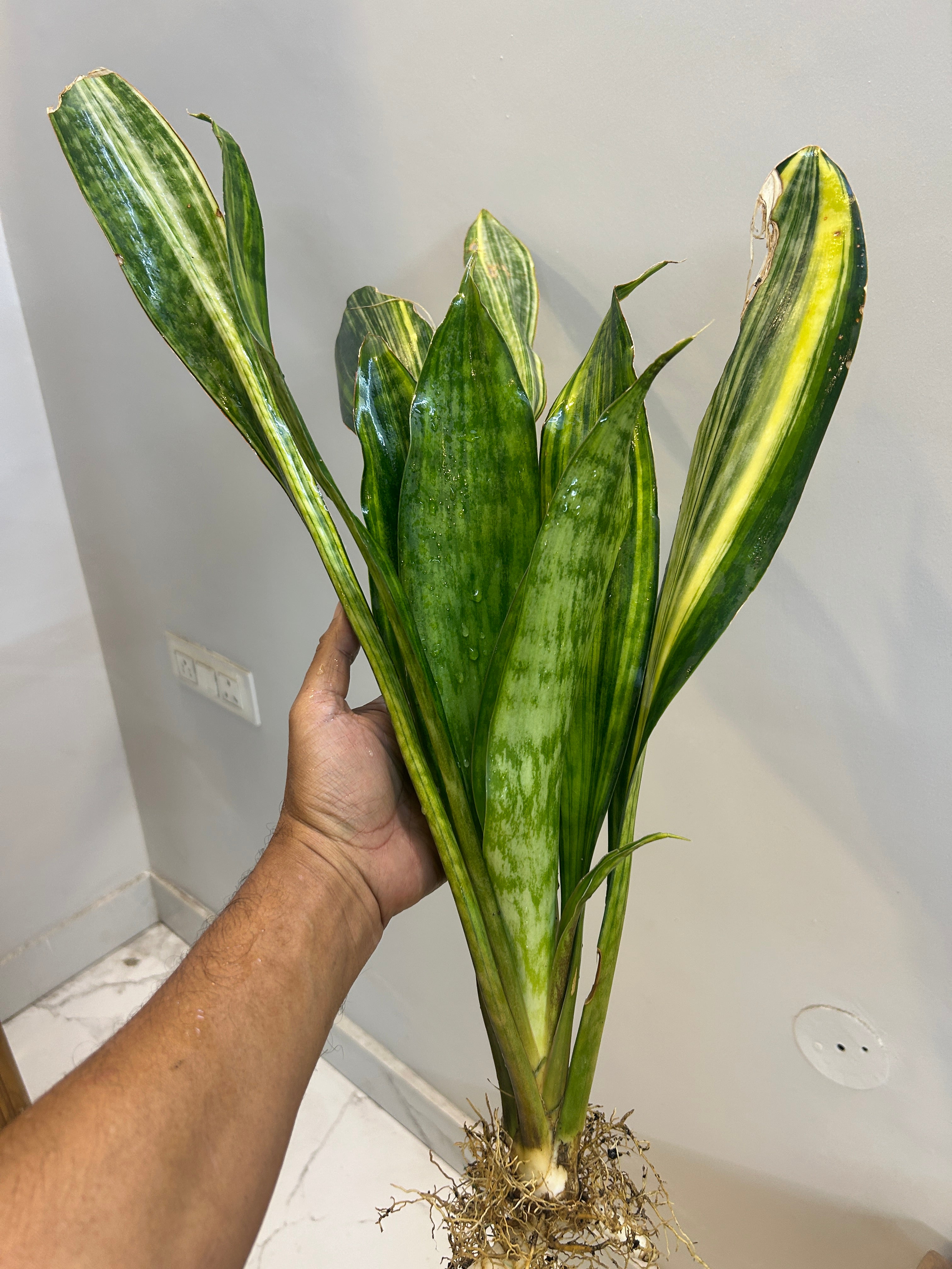 Sansevieria LAKE SIBAYA/GIANTLEAF/SUDVALA CAVES VARIEGATED
