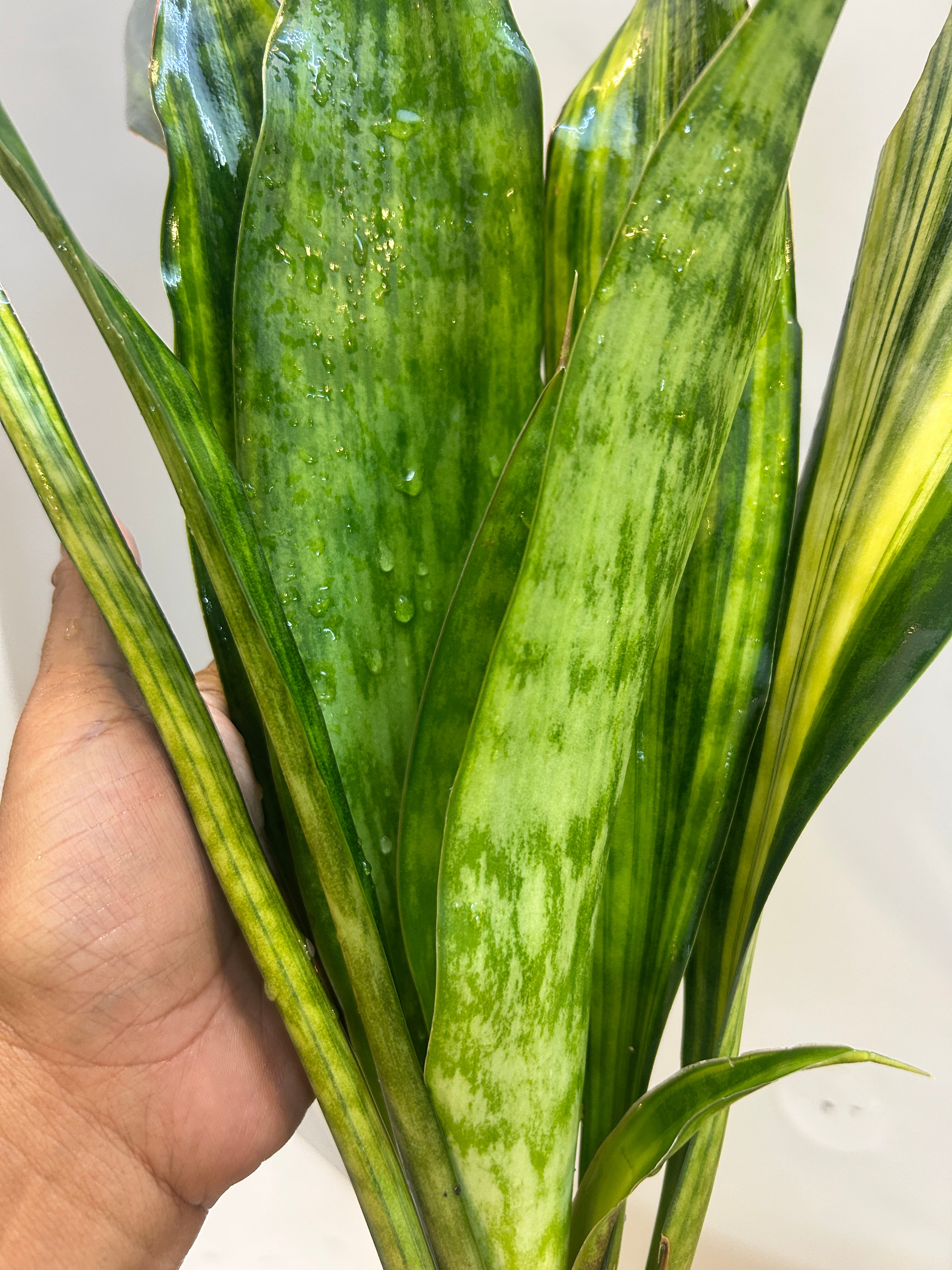 Sansevieria LAKE SIBAYA/GIANTLEAF/SUDVALA CAVES VARIEGATED