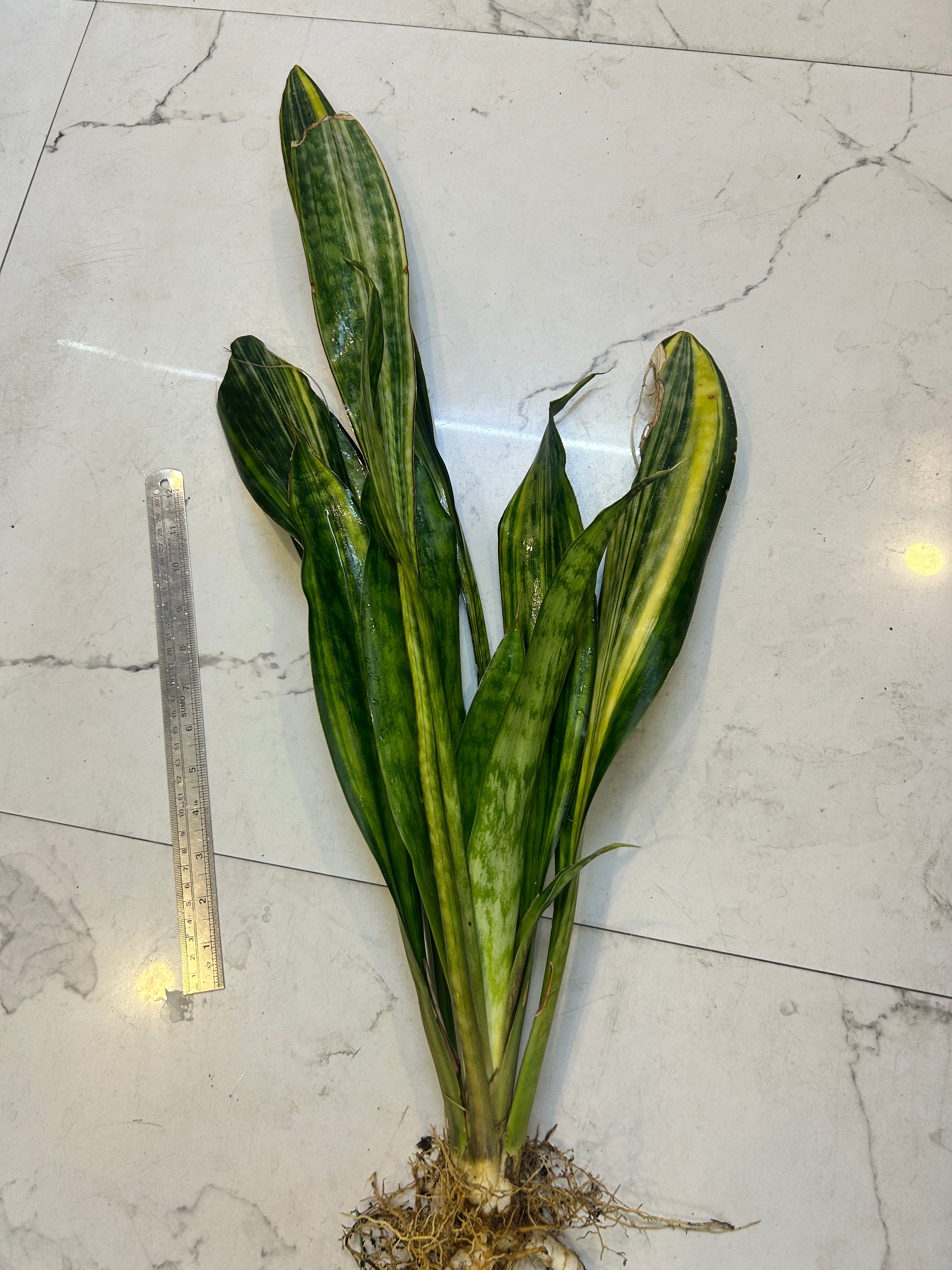 Sansevieria LAKE SIBAYA/GIANTLEAF/SUDVALA CAVES VARIEGATED