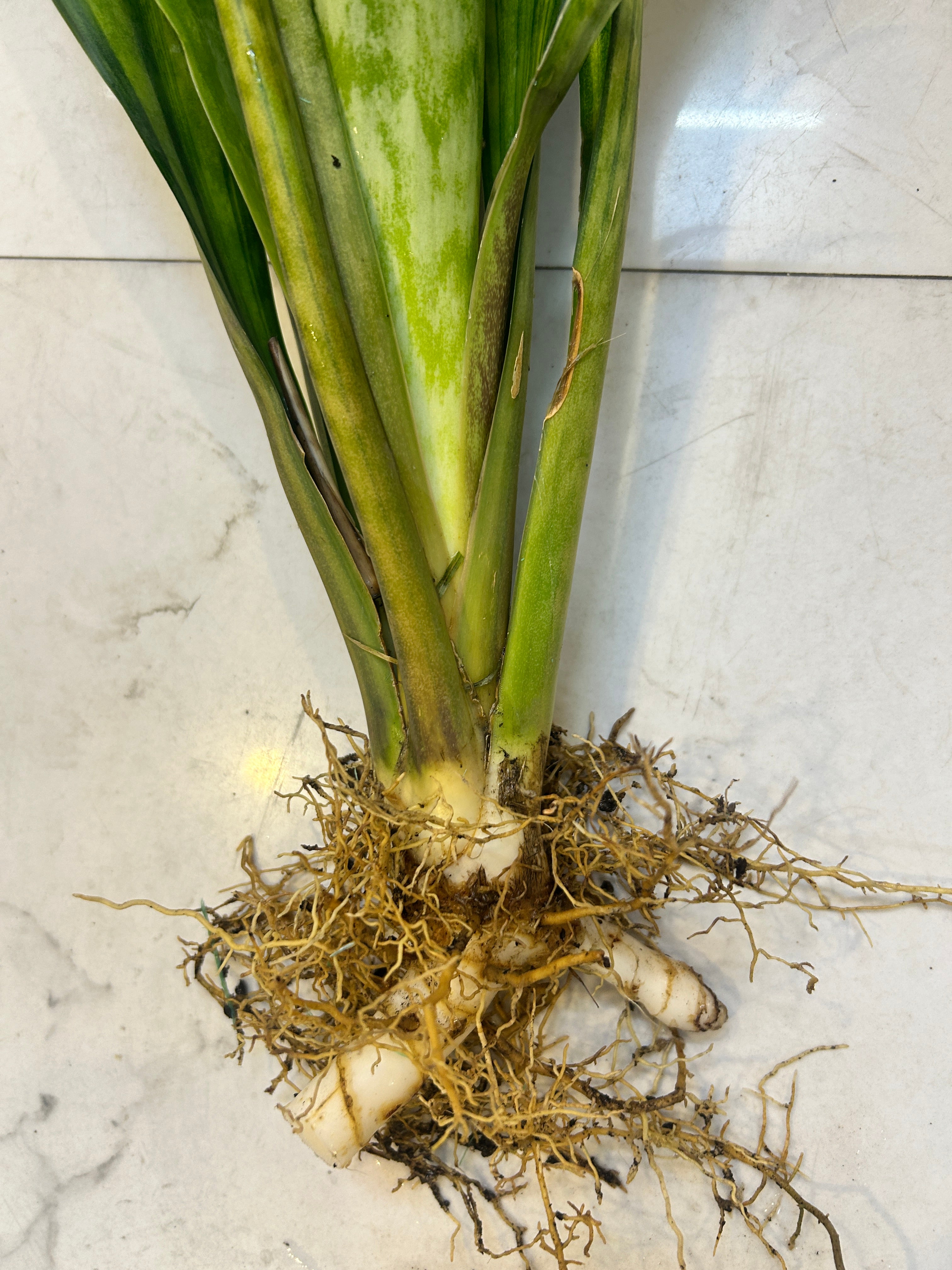 Sansevieria LAKE SIBAYA/GIANTLEAF/SUDVALA CAVES VARIEGATED