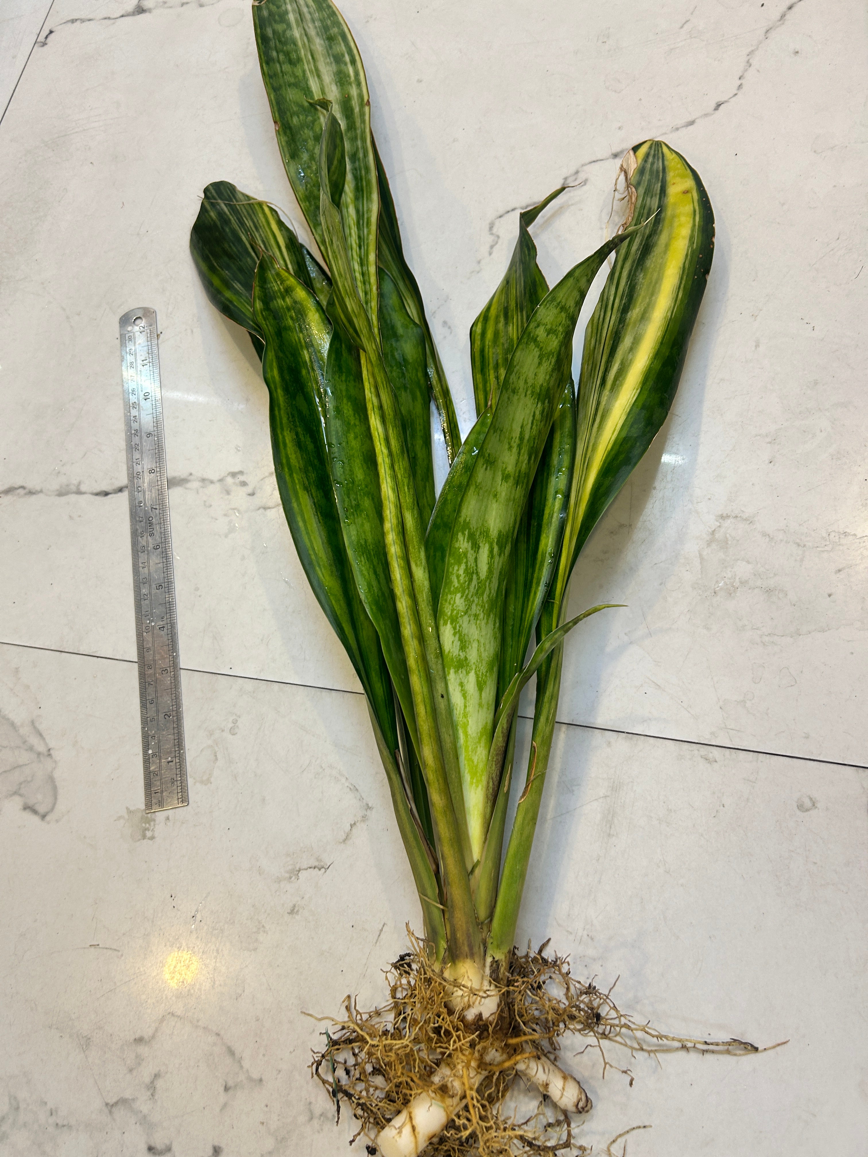 Sansevieria LAKE SIBAYA/GIANTLEAF/SUDVALA CAVES VARIEGATED