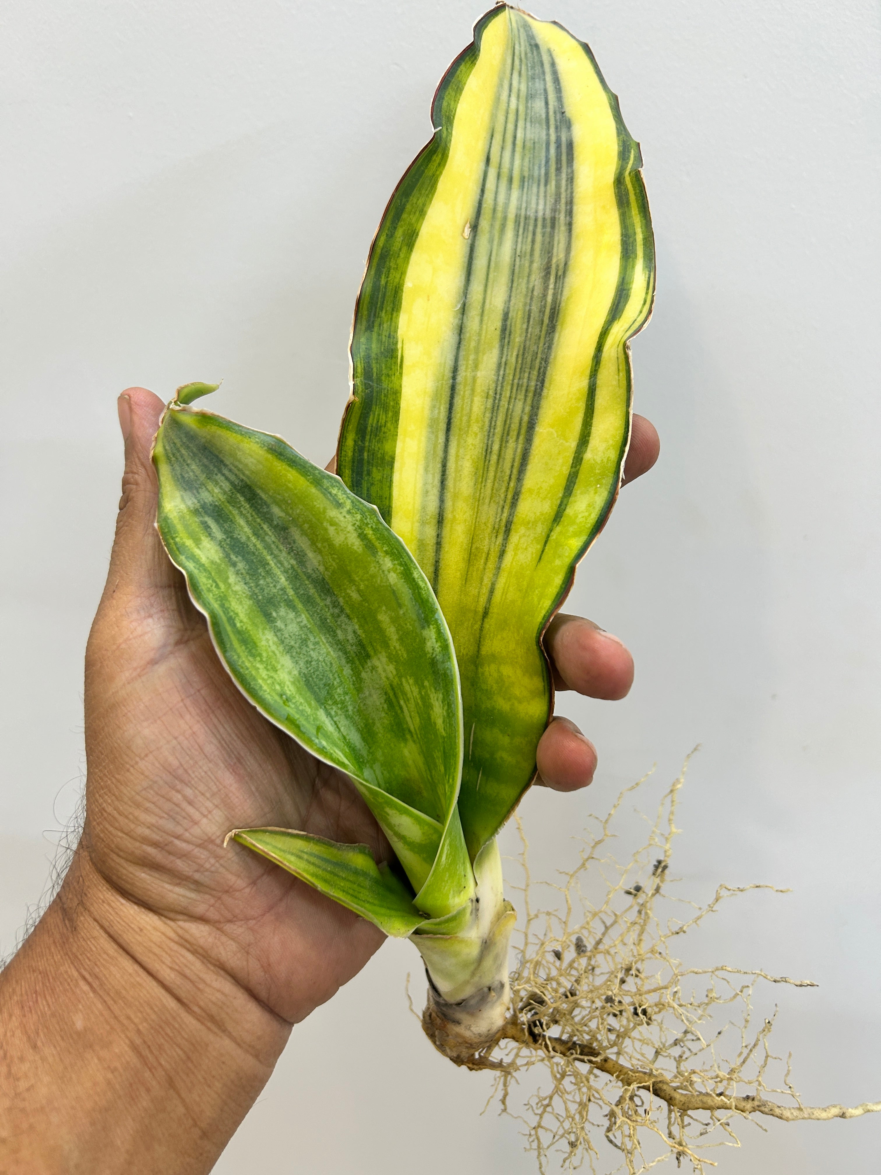 Sansevieria DRAGON KING VARIEGATED