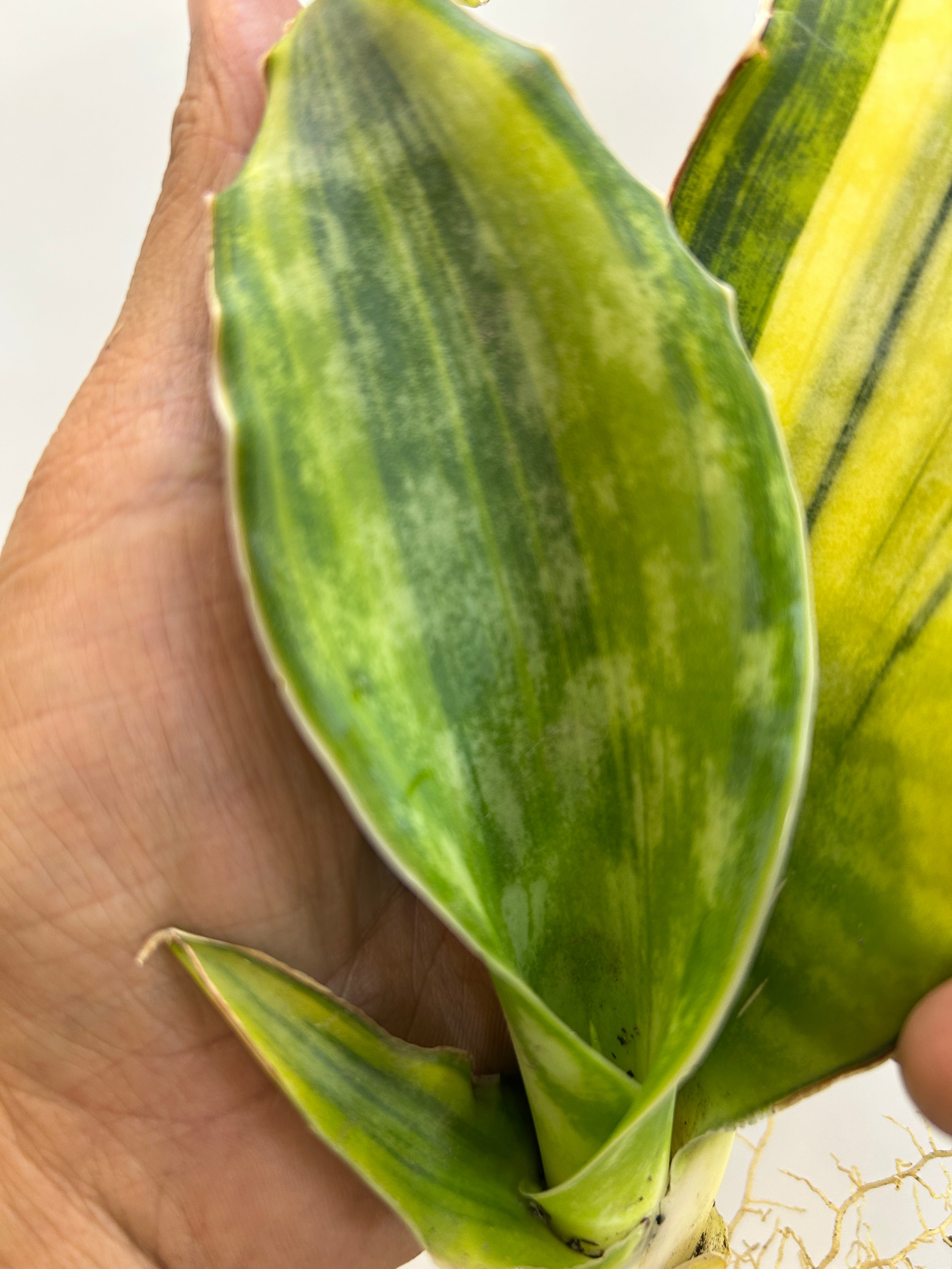 Sansevieria DRAGON KING VARIEGATED