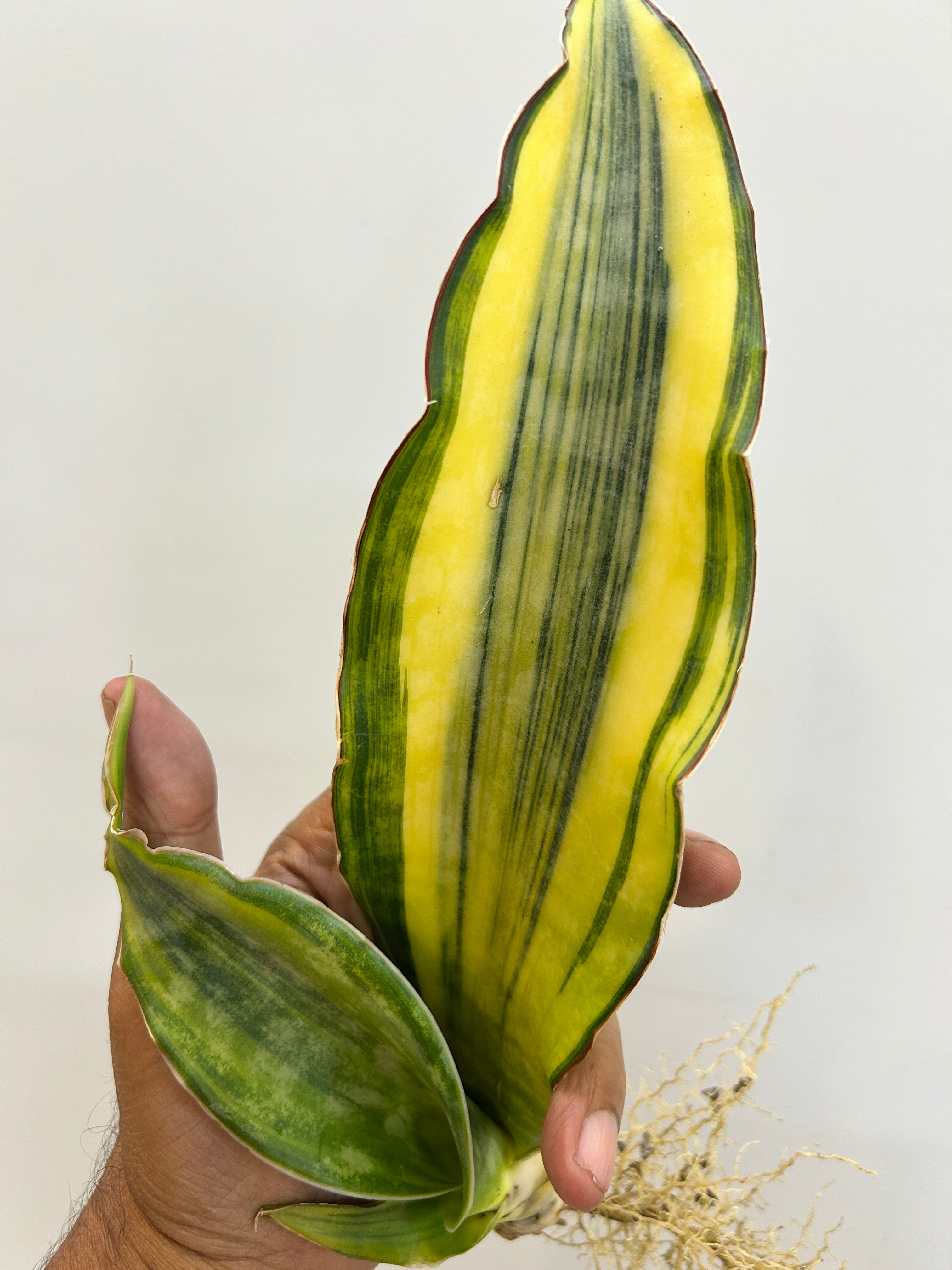Sansevieria DRAGON KING VARIEGATED