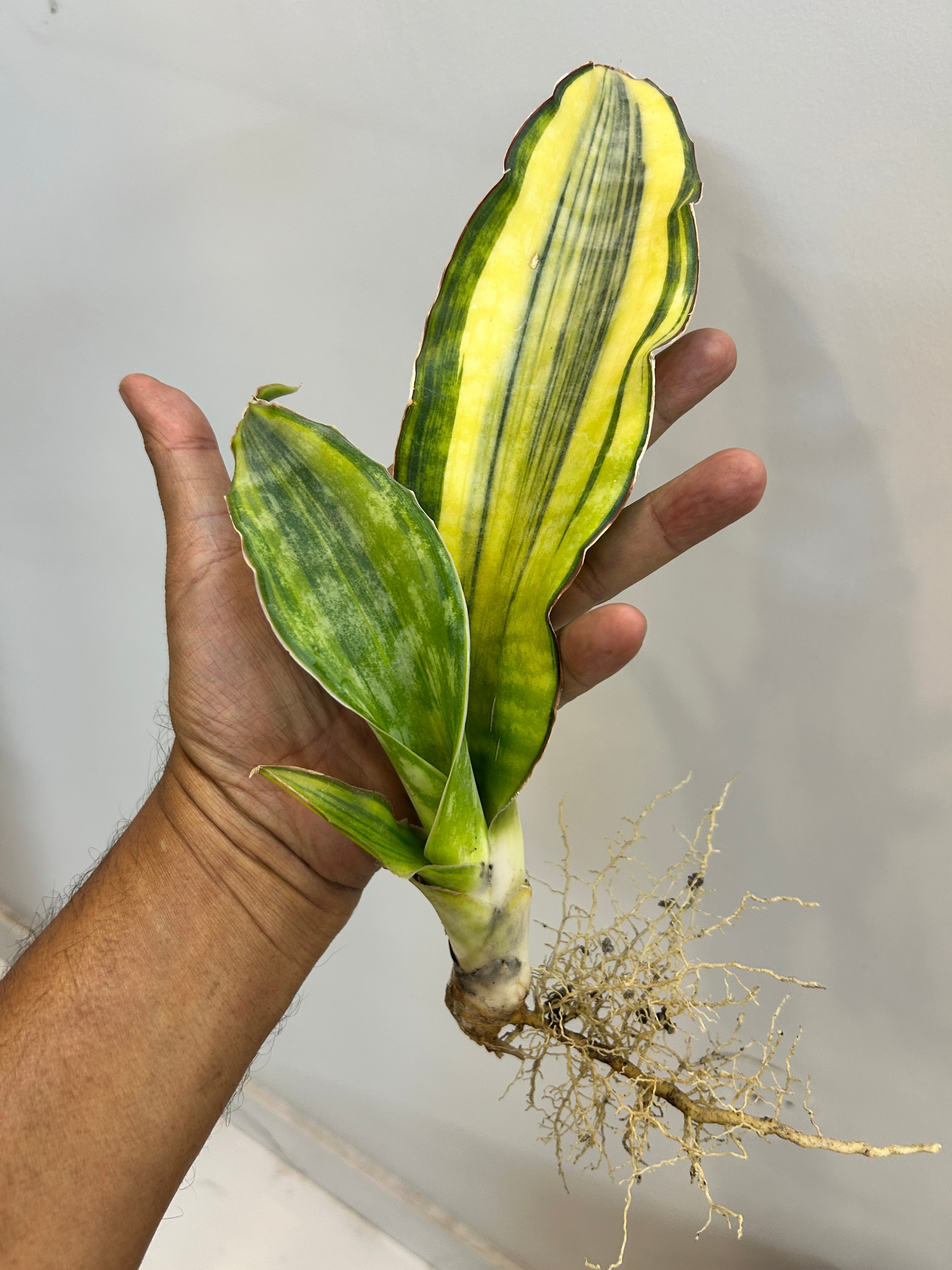 Sansevieria DRAGON KING VARIEGATED
