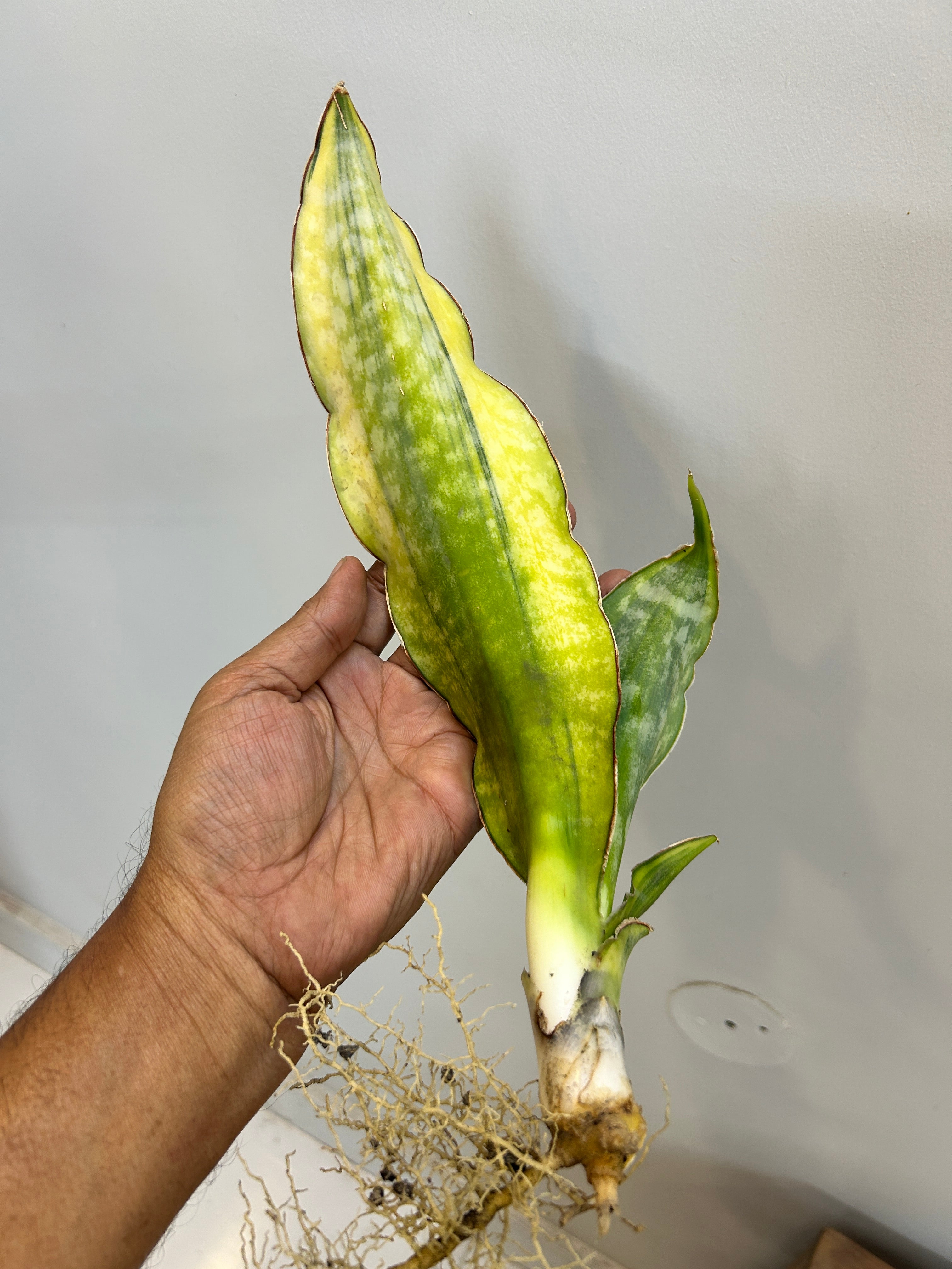 Sansevieria DRAGON KING VARIEGATED