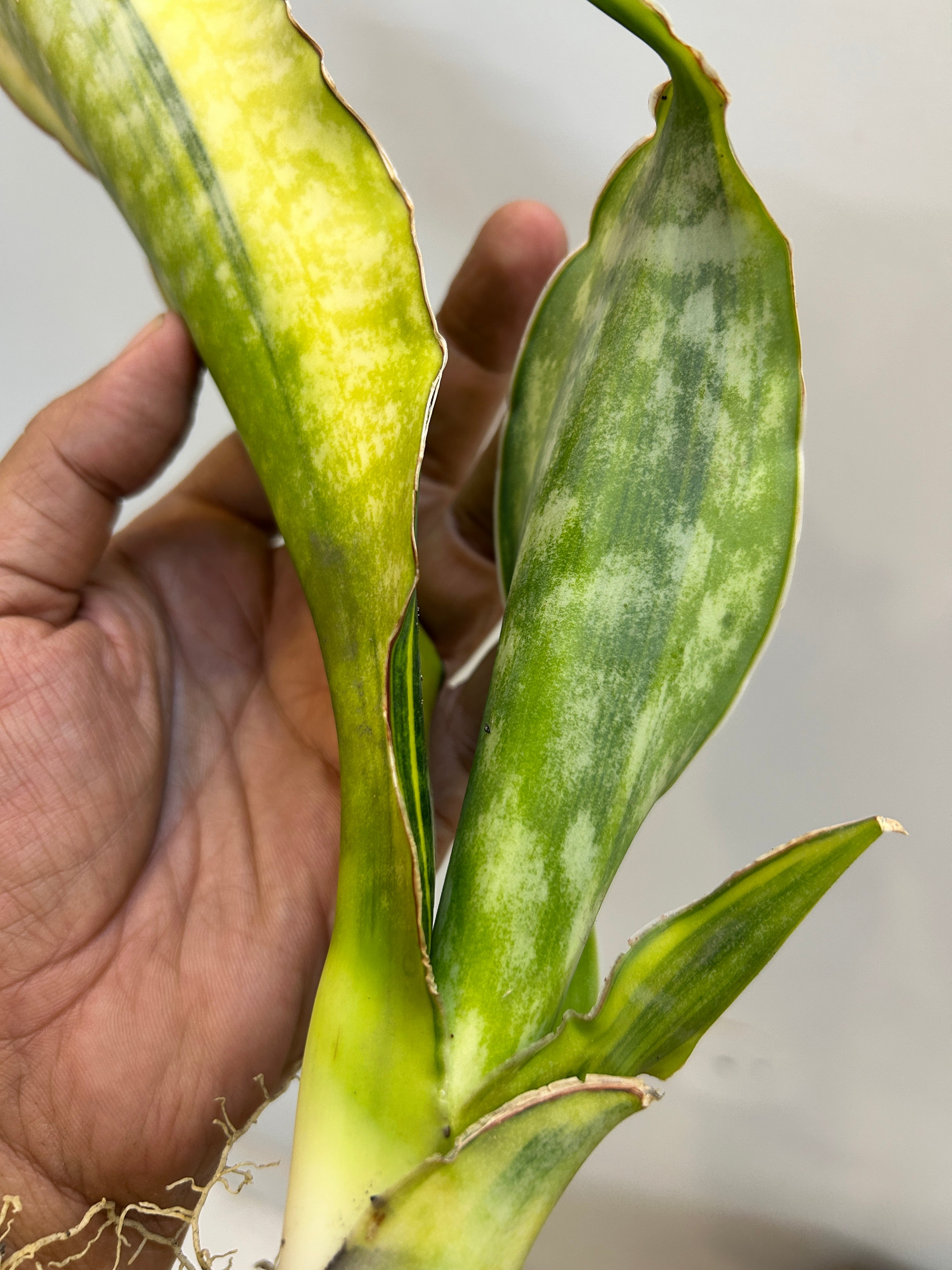 Sansevieria DRAGON KING VARIEGATED