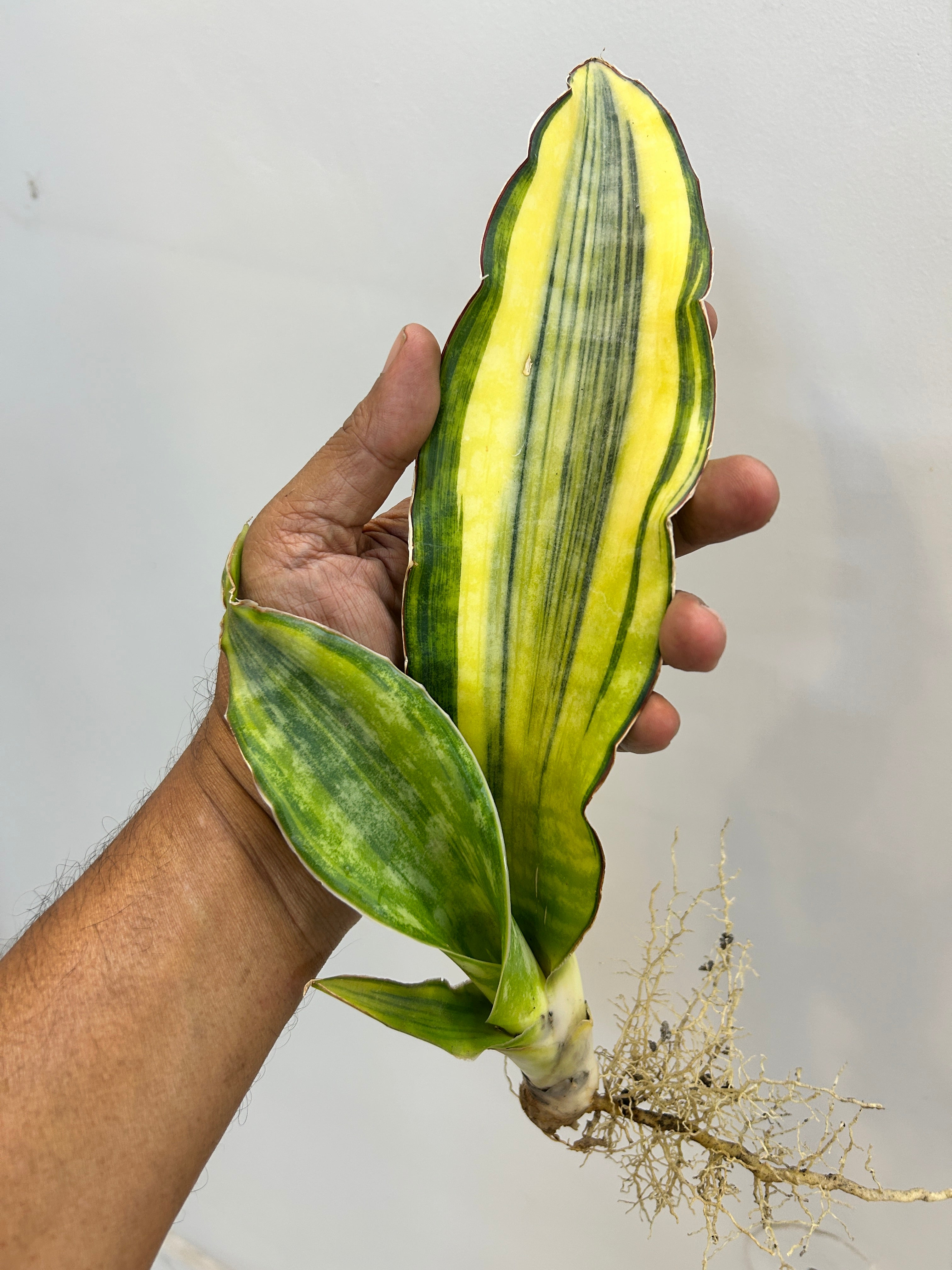 Sansevieria DRAGON KING VARIEGATED