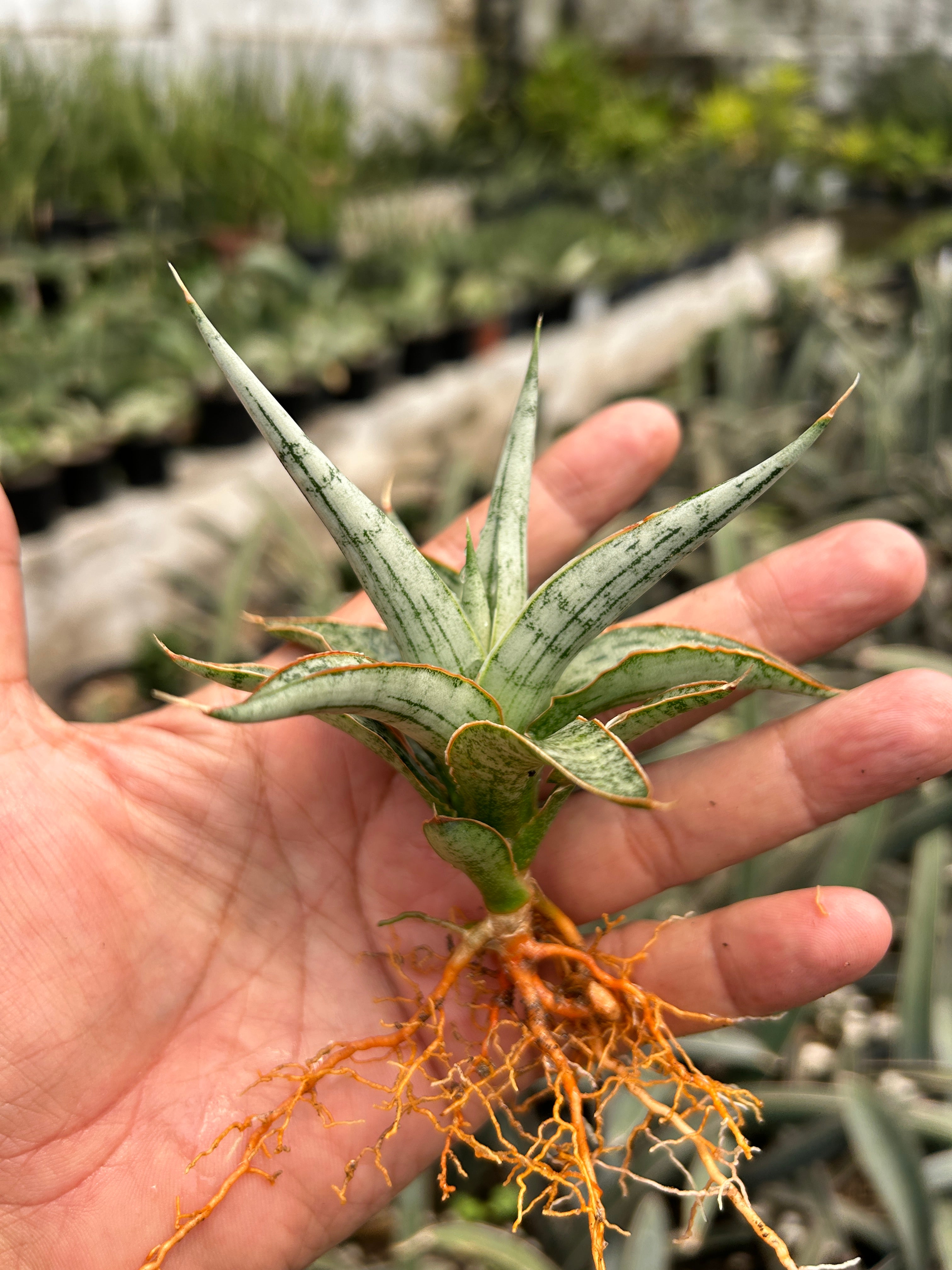 Sansevieria MANDALIKA PUPS