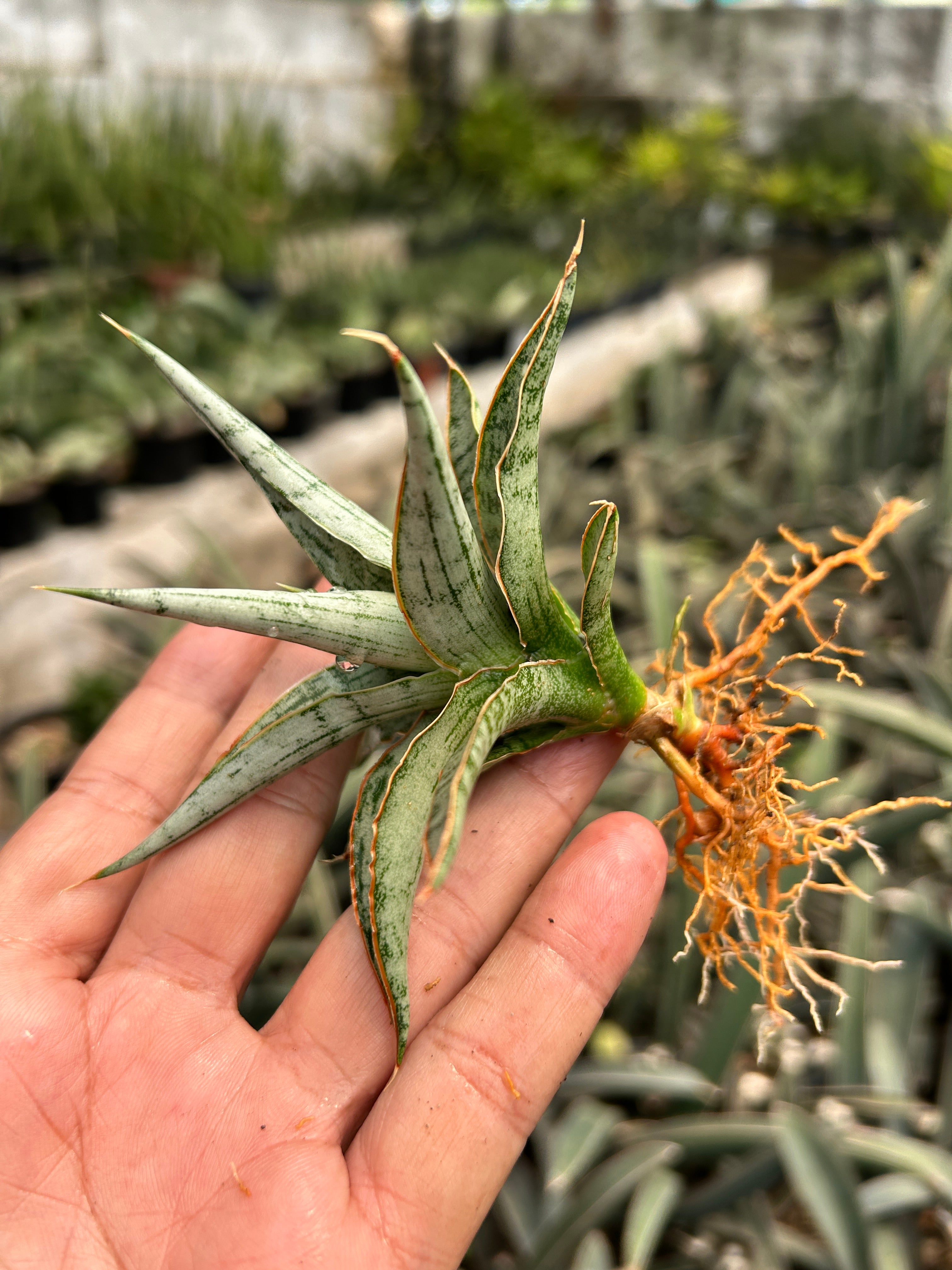 Sansevieria MANDALIKA PUPS