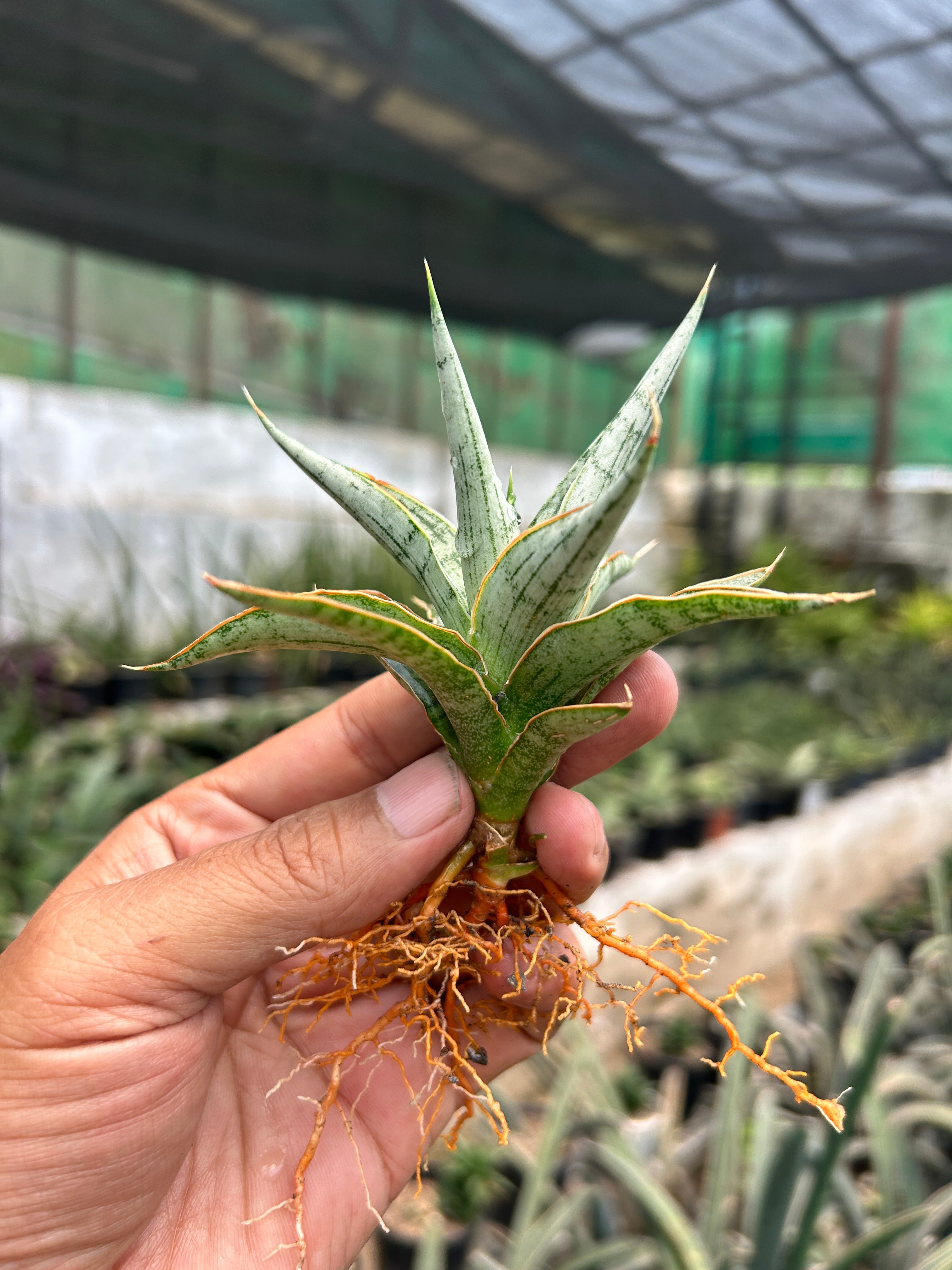 Sansevieria MANDALIKA PUPS