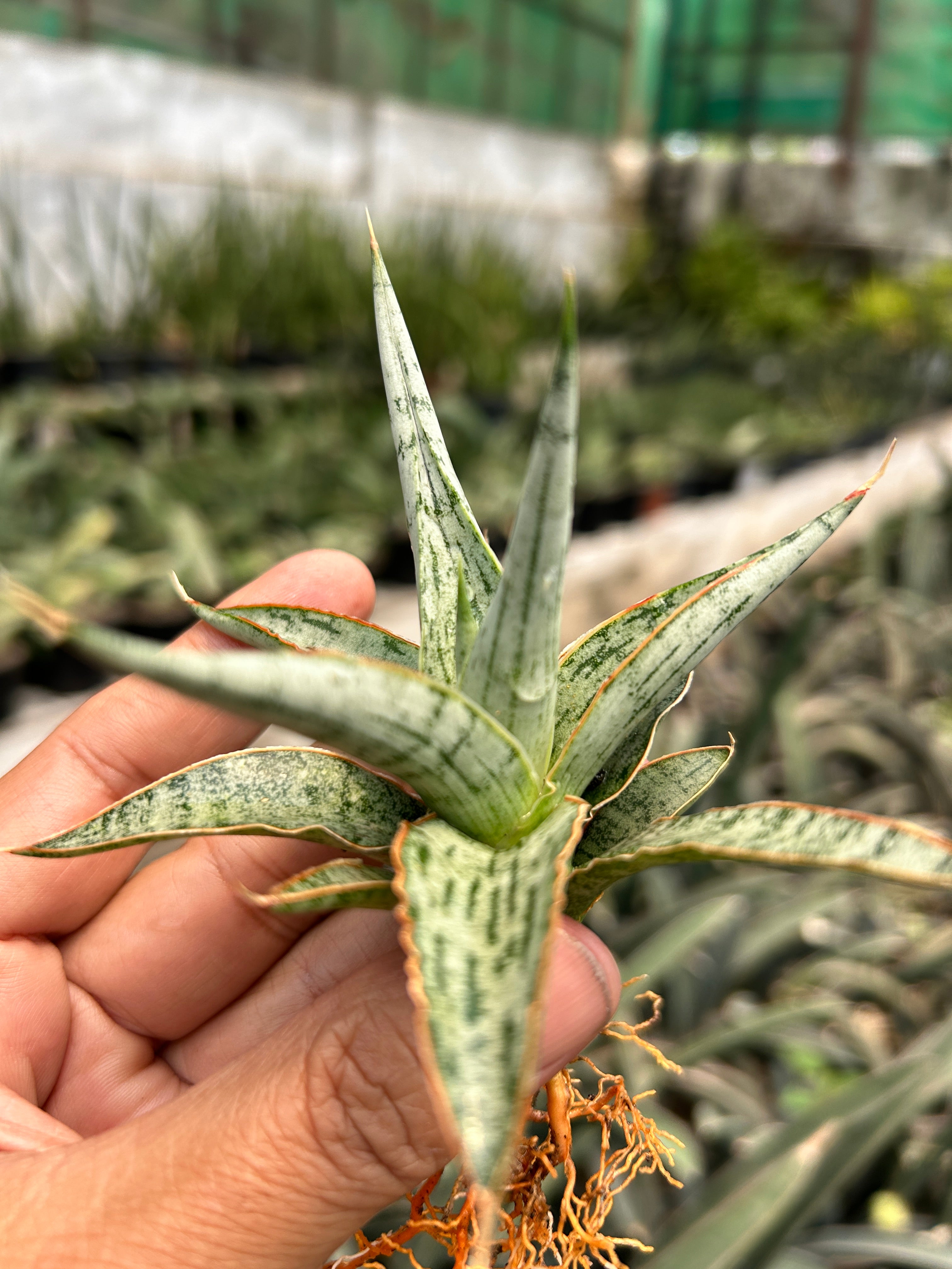 Sansevieria MANDALIKA PUPS