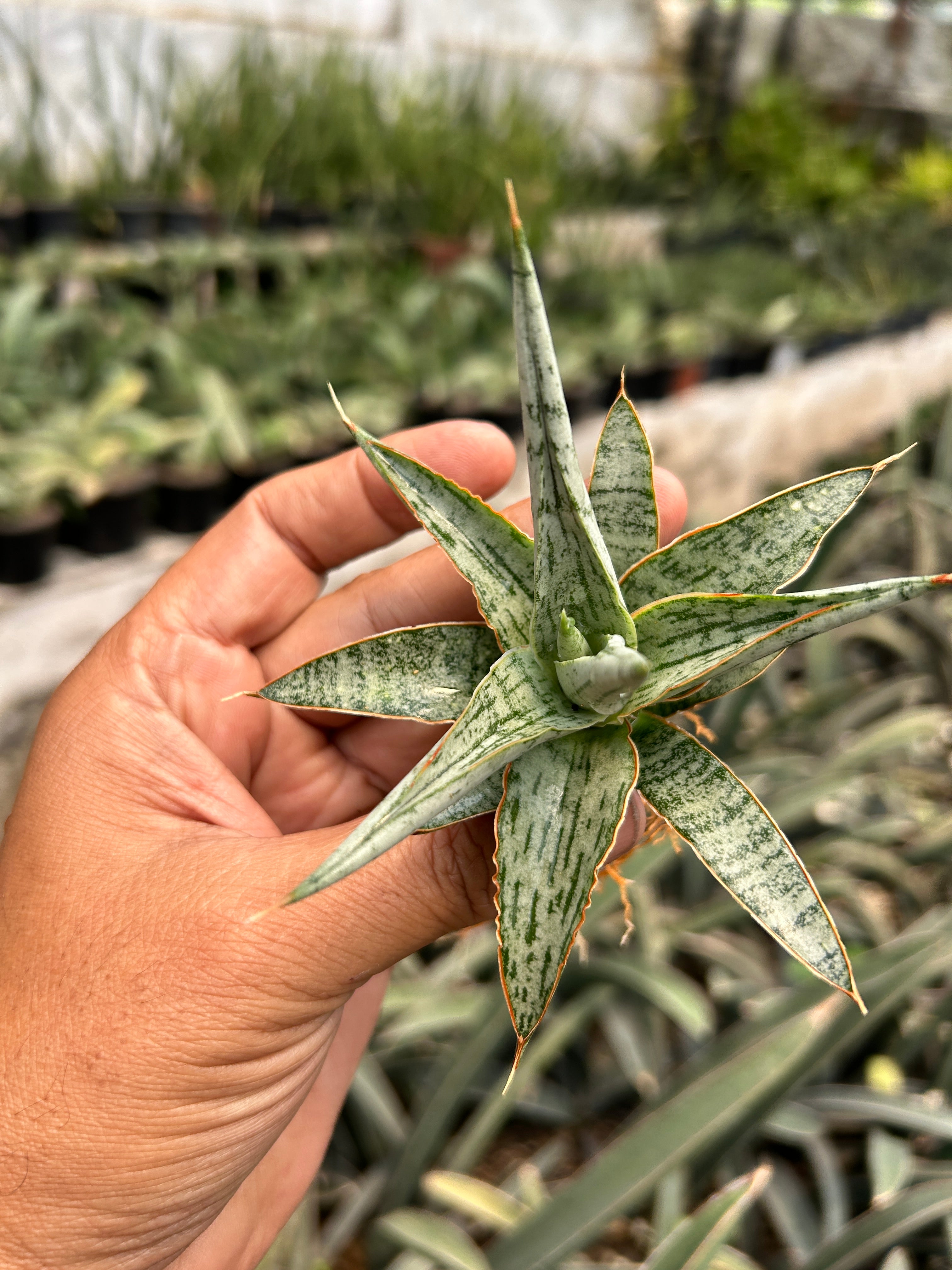 Sansevieria MANDALIKA PUPS