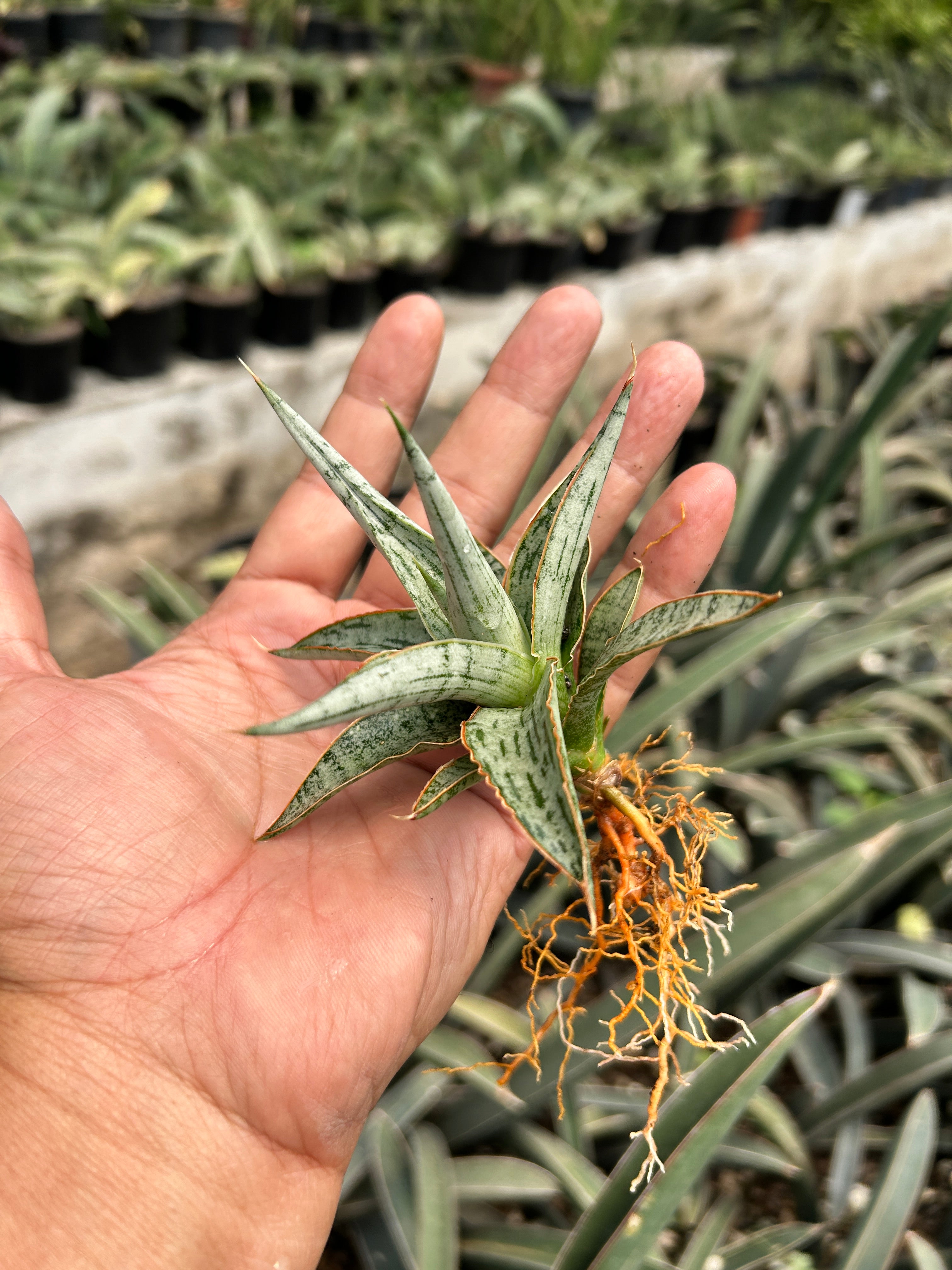 Sansevieria MANDALIKA PUPS
