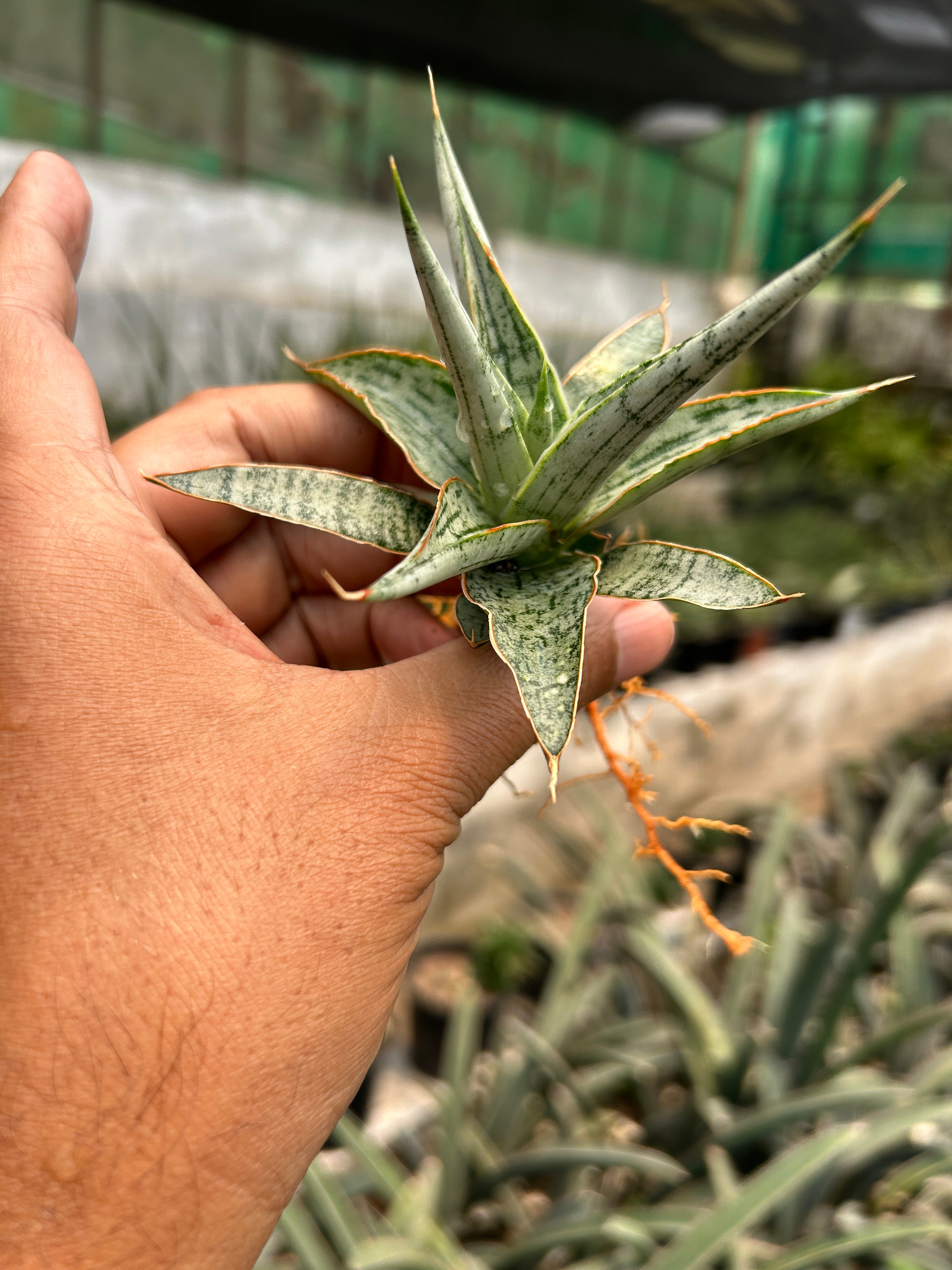 Sansevieria MANDALIKA PUPS