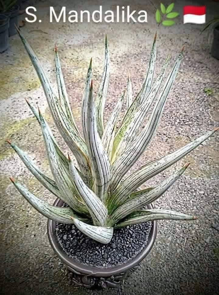 Sansevieria MANDALIKA PUPS