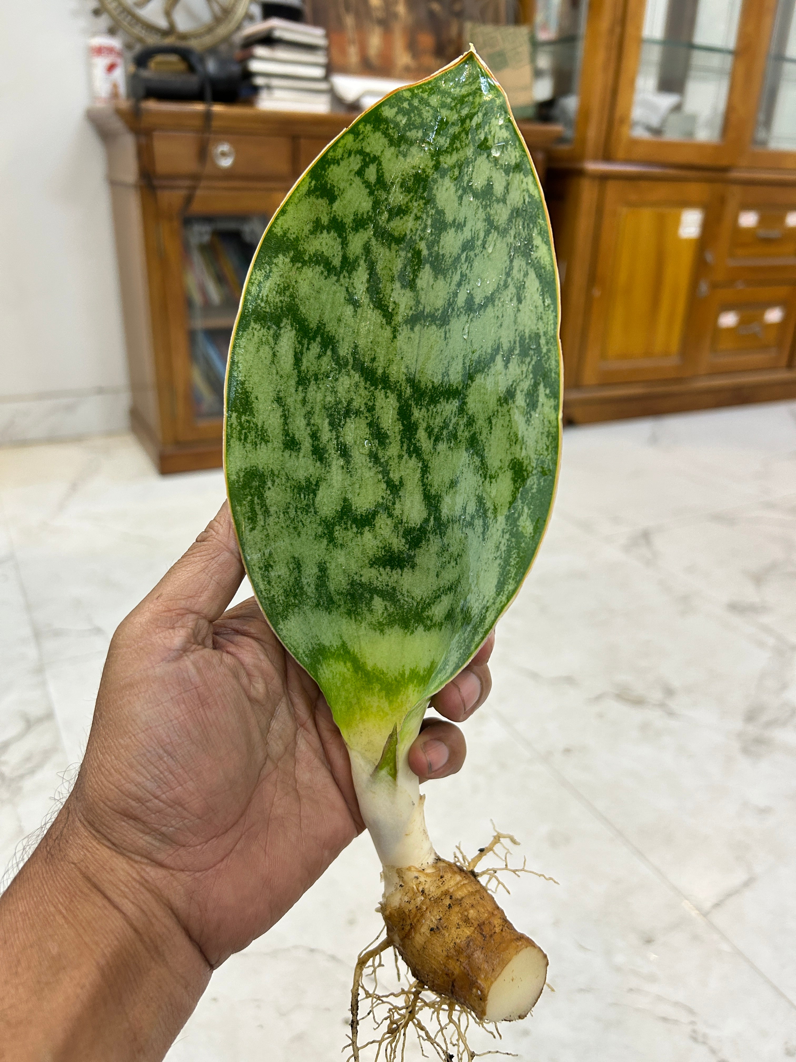 Sansevieria HU CHANG