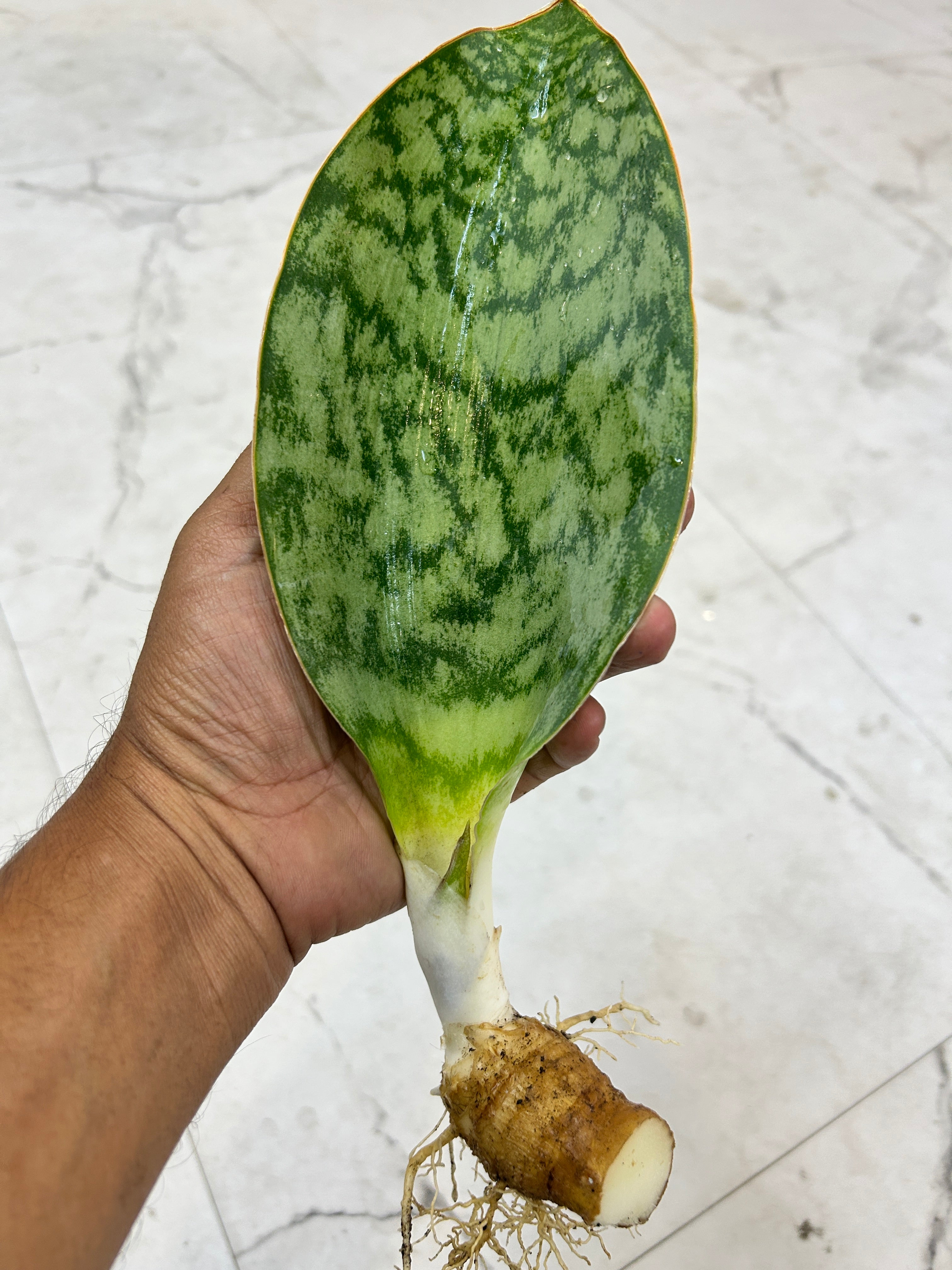Sansevieria HU CHANG