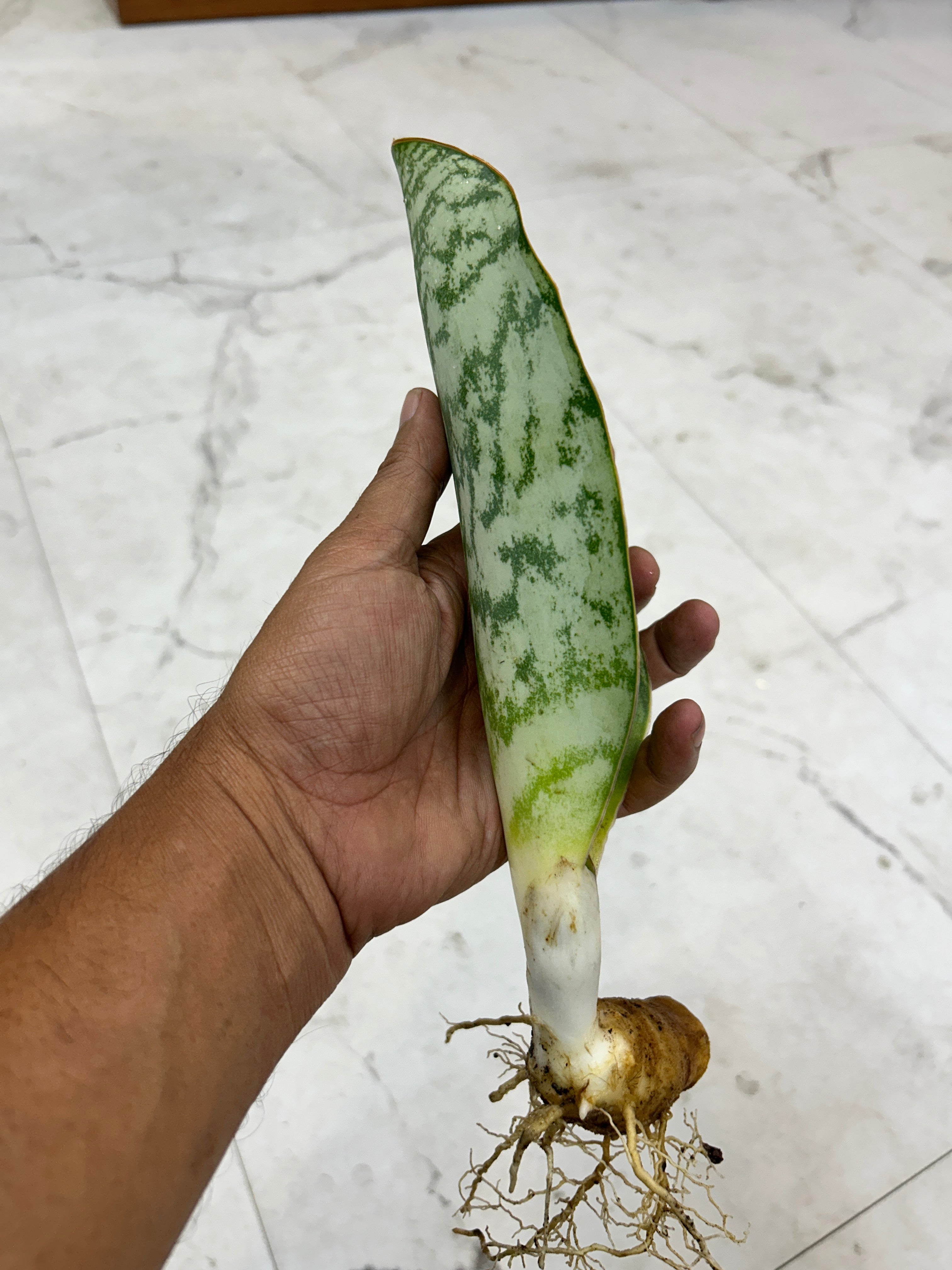 Sansevieria HU CHANG
