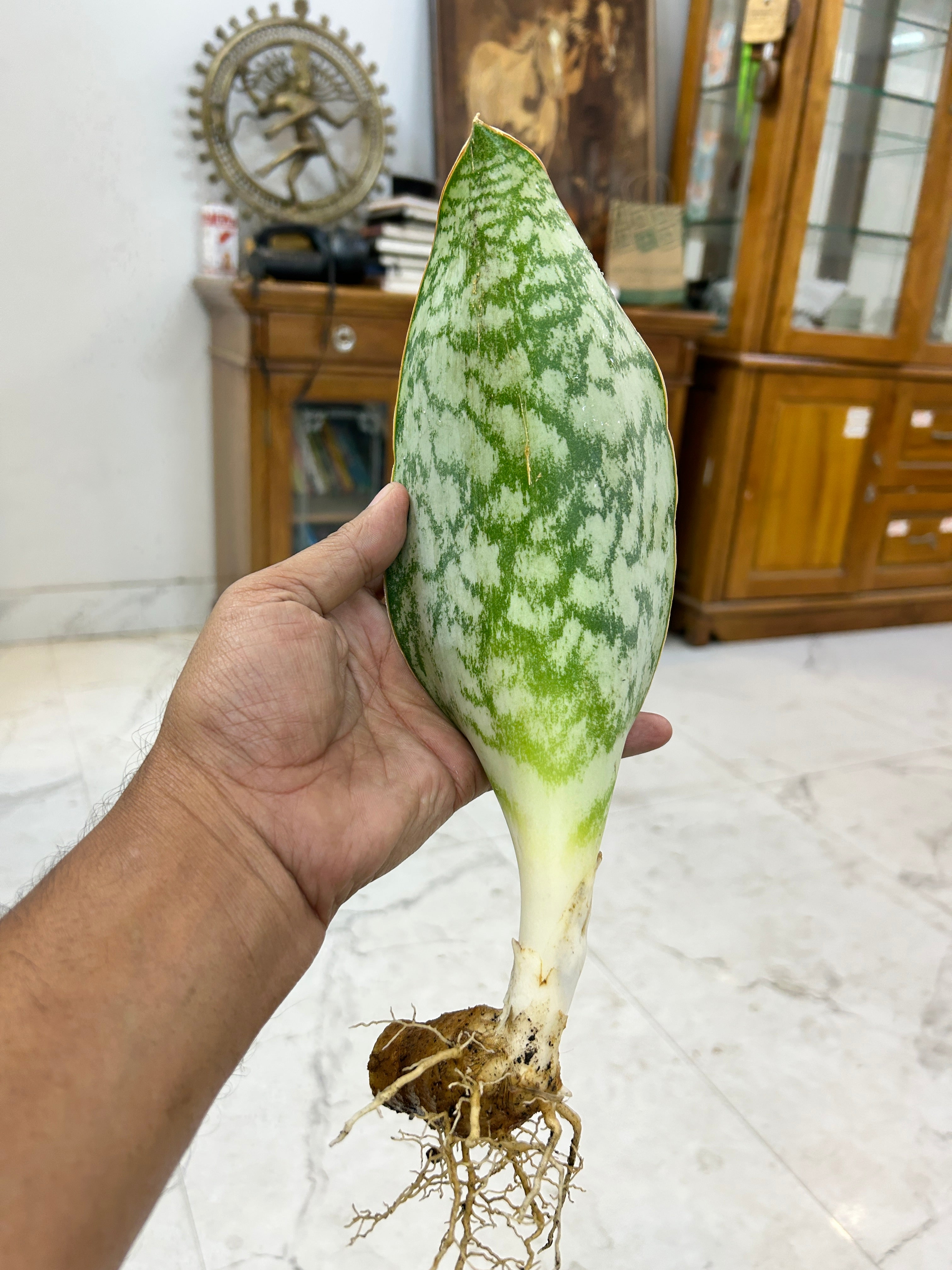 Sansevieria HU CHANG
