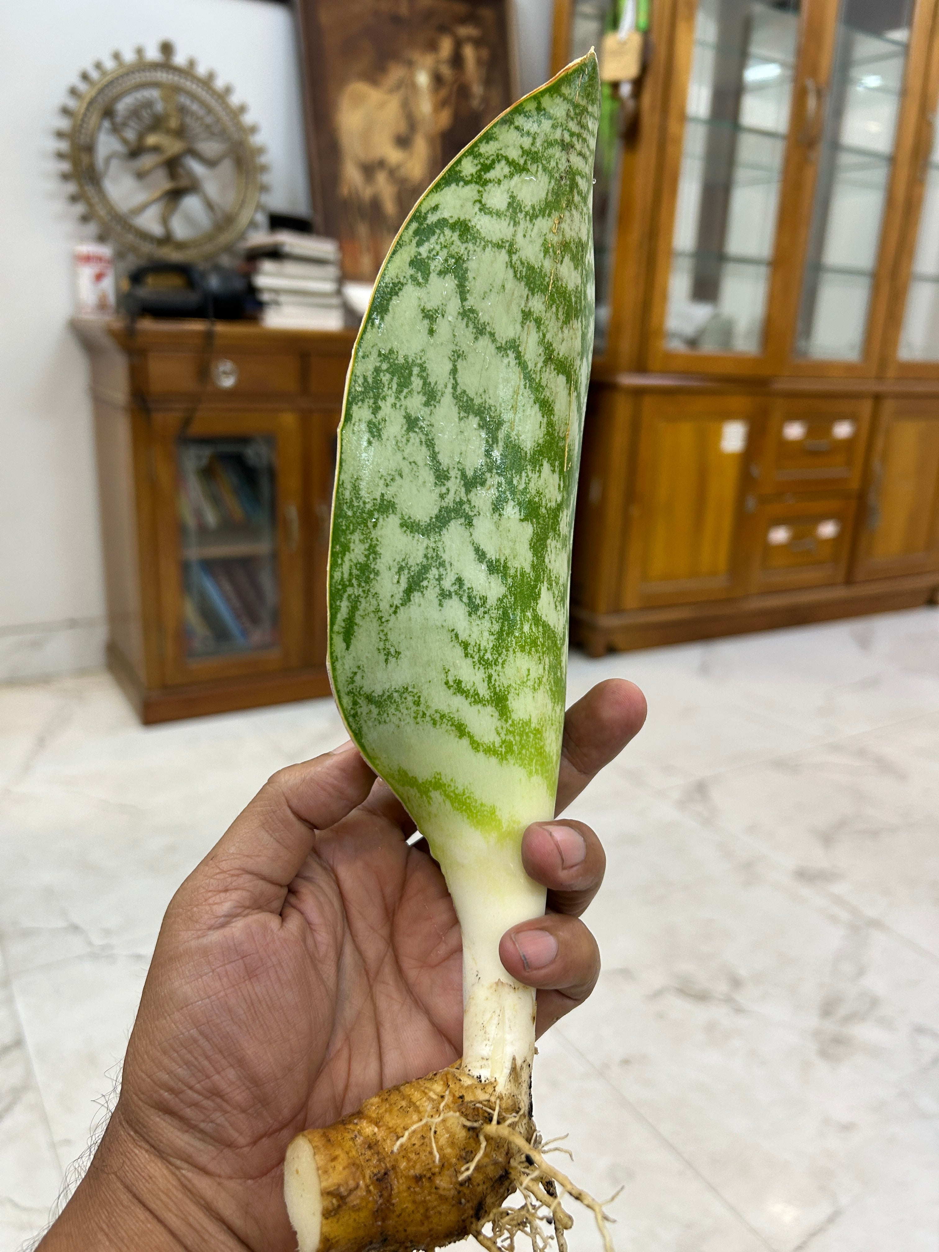 Sansevieria HU CHANG