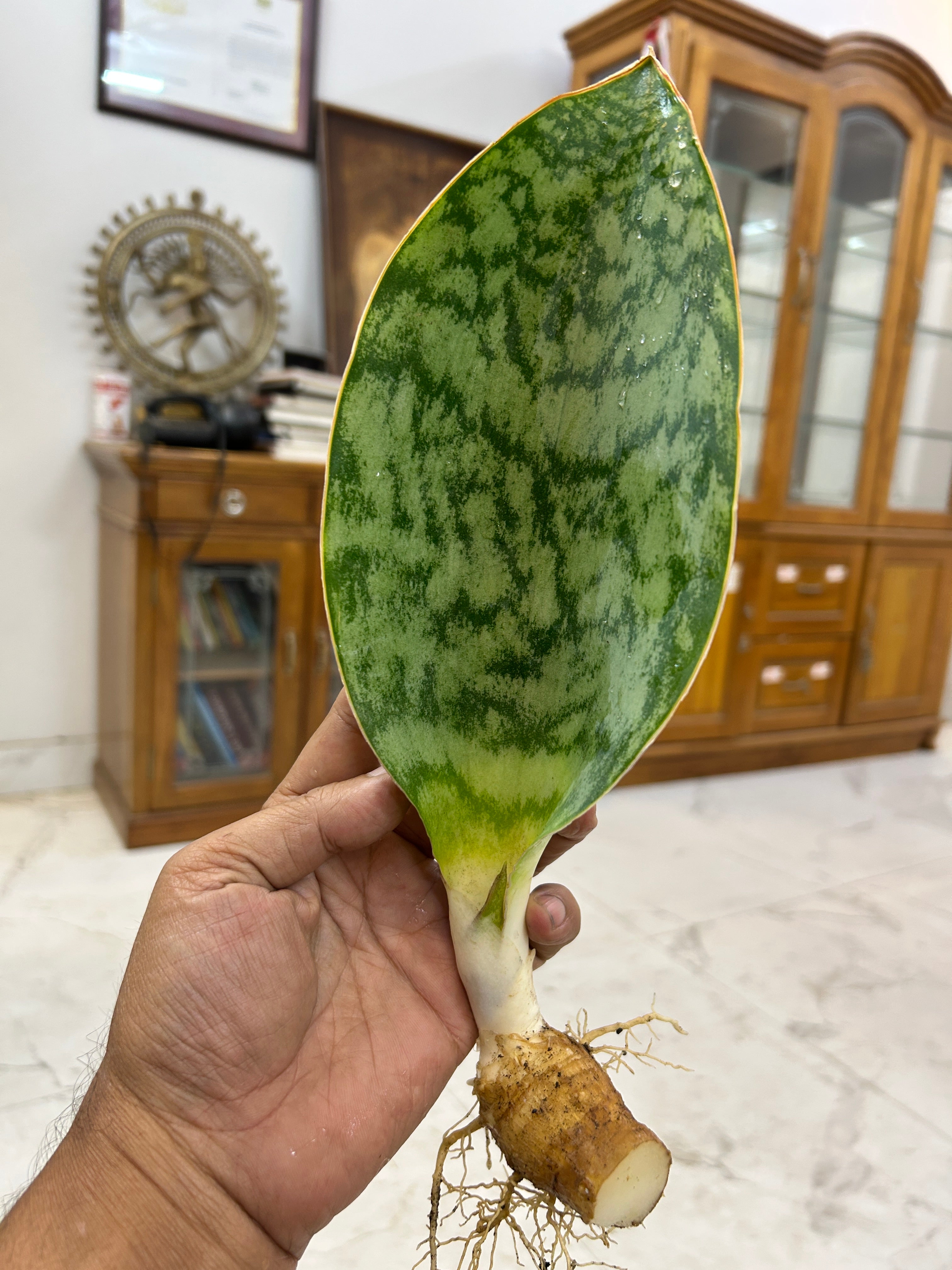 Sansevieria HU CHANG