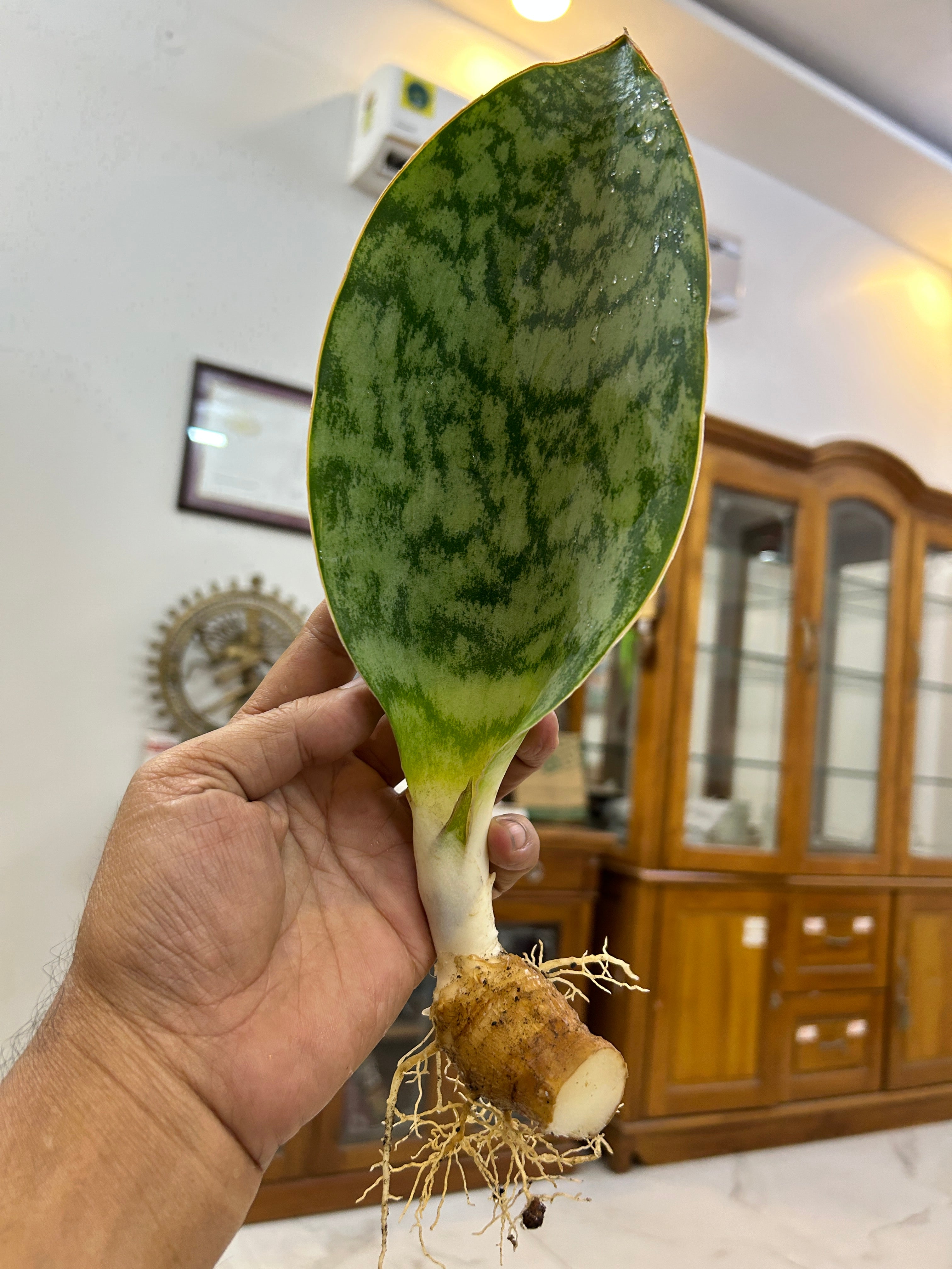 Sansevieria HU CHANG