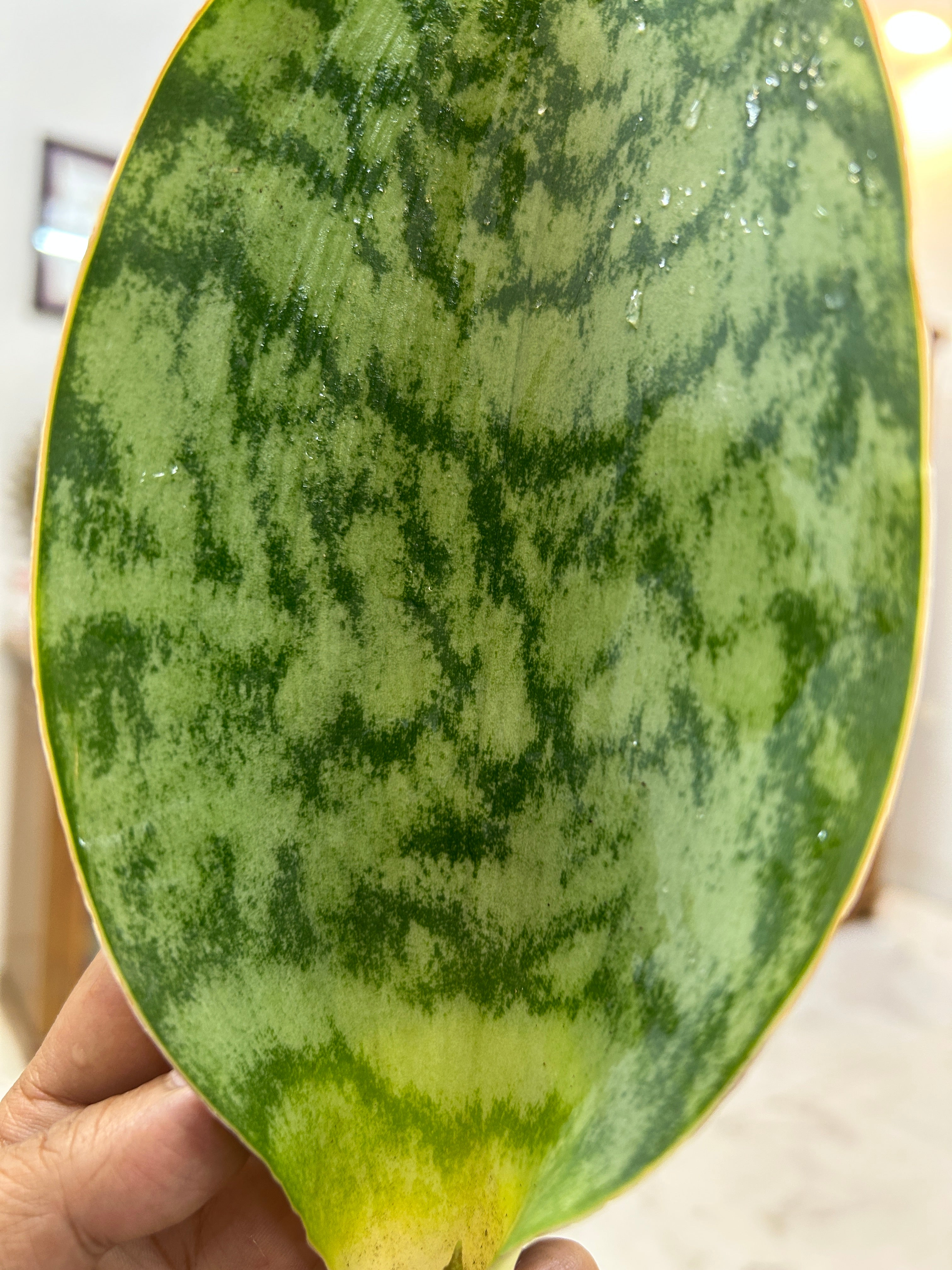 Sansevieria HU CHANG