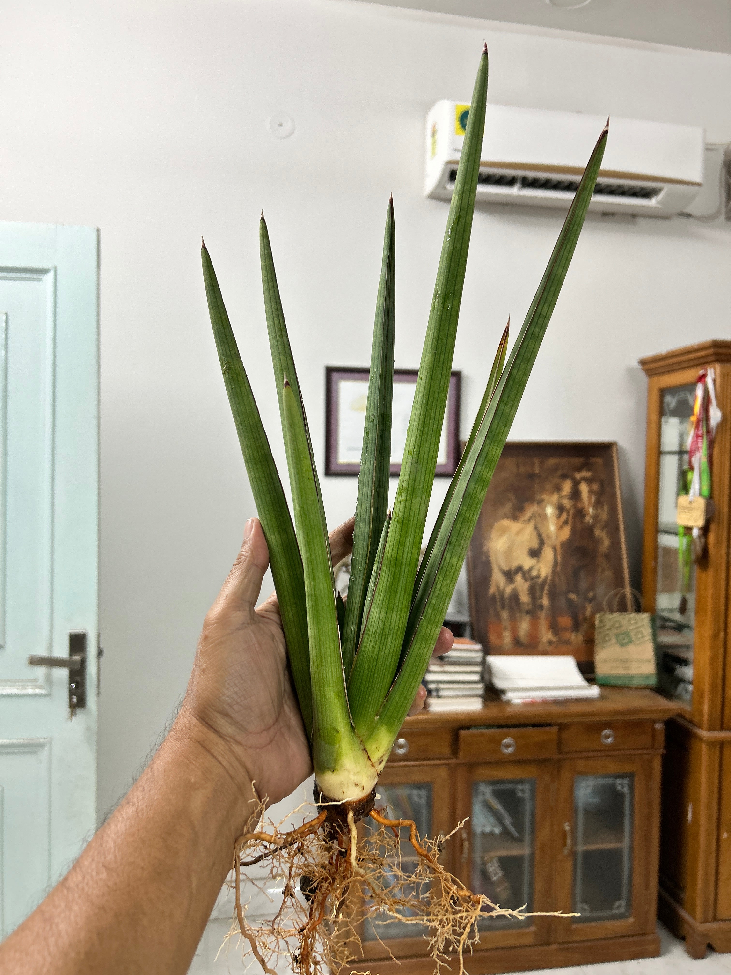 Sansevieria KOKO CRATER