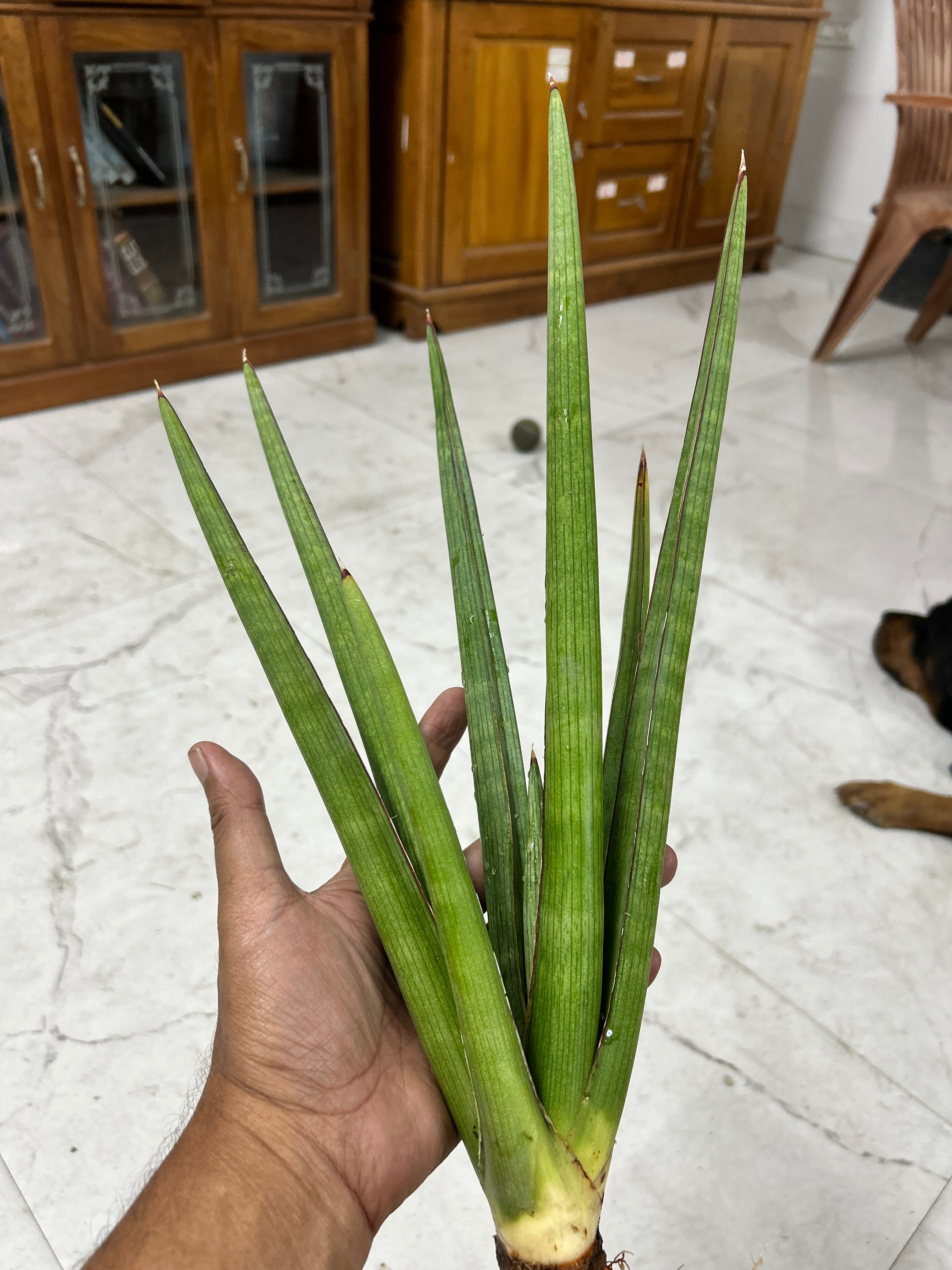 Sansevieria KOKO CRATER