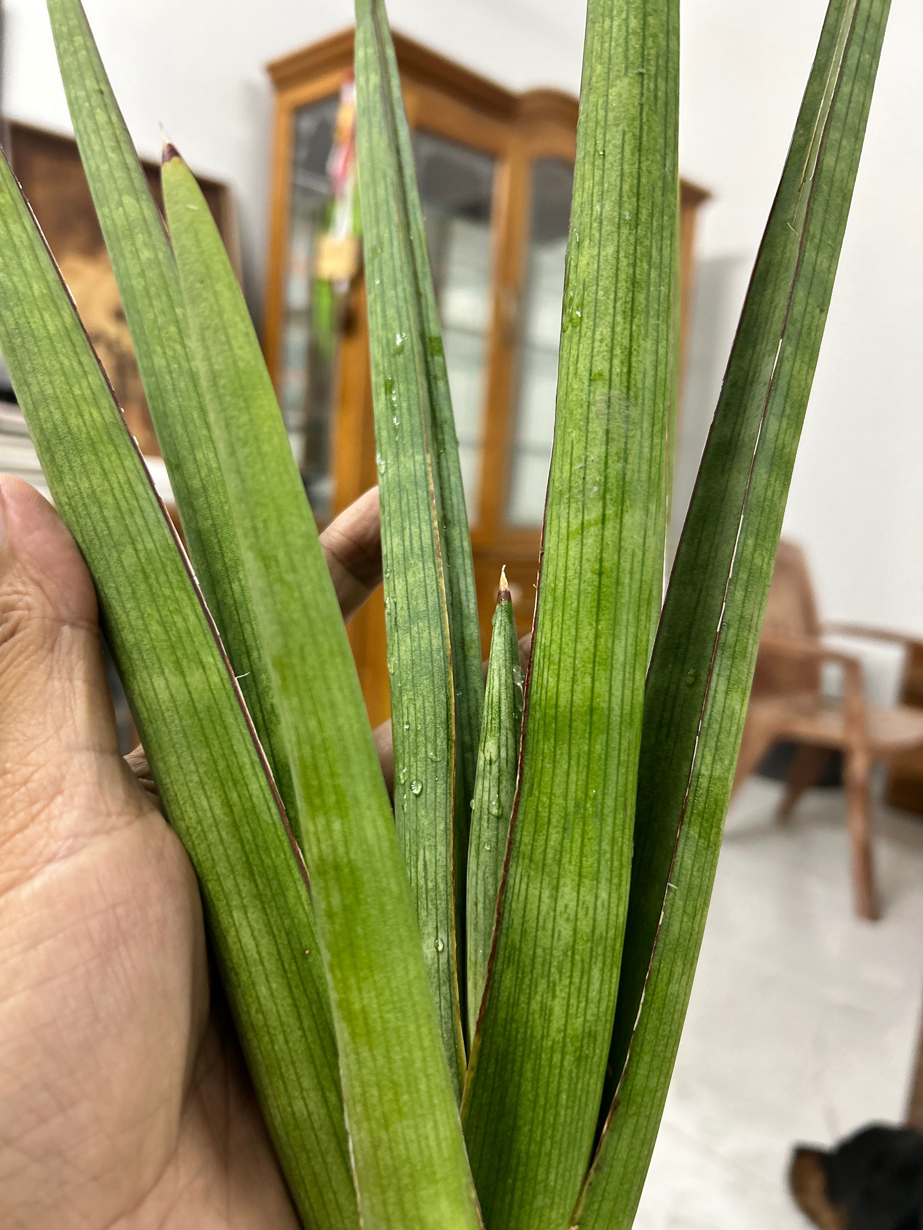 Sansevieria KOKO CRATER