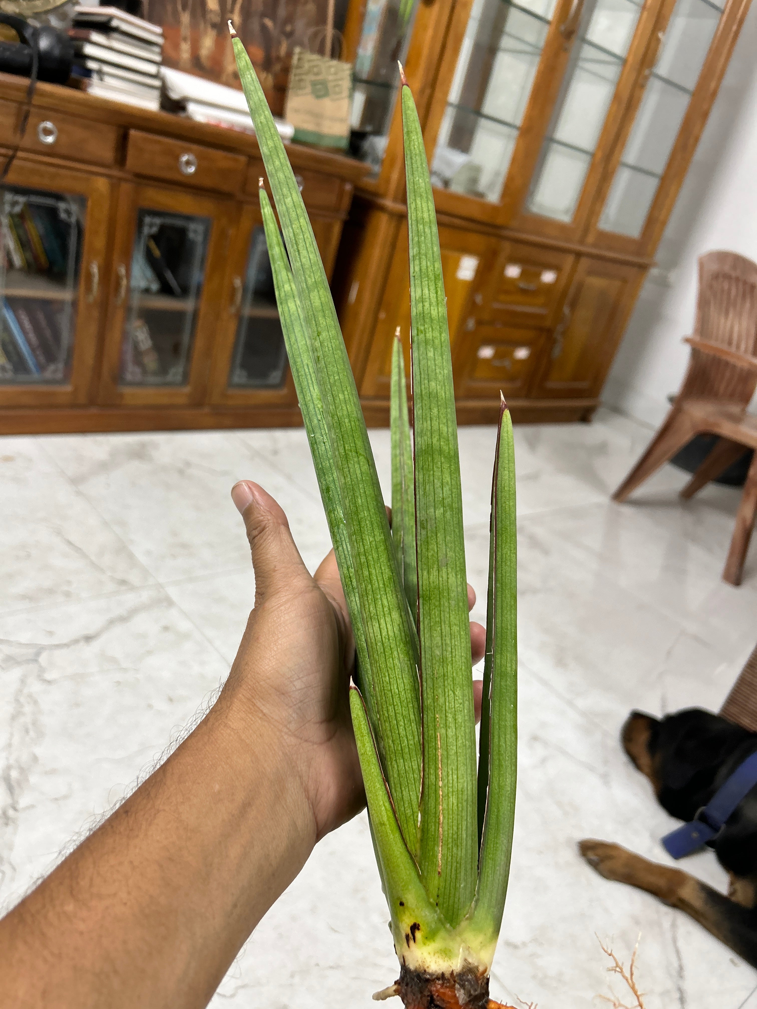 Sansevieria KOKO CRATER