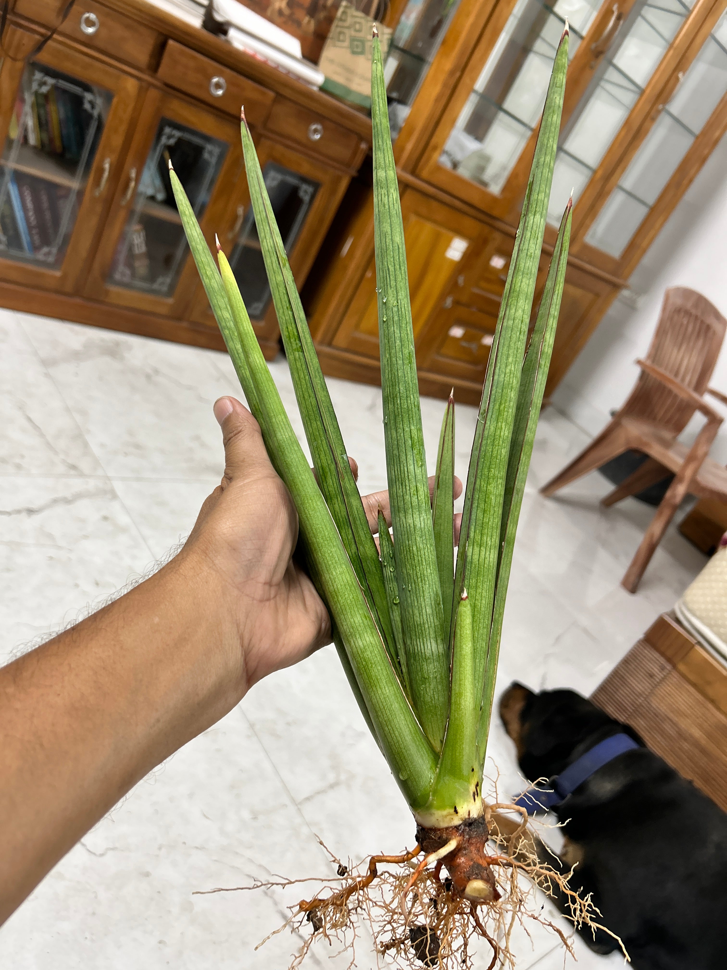 Sansevieria KOKO CRATER