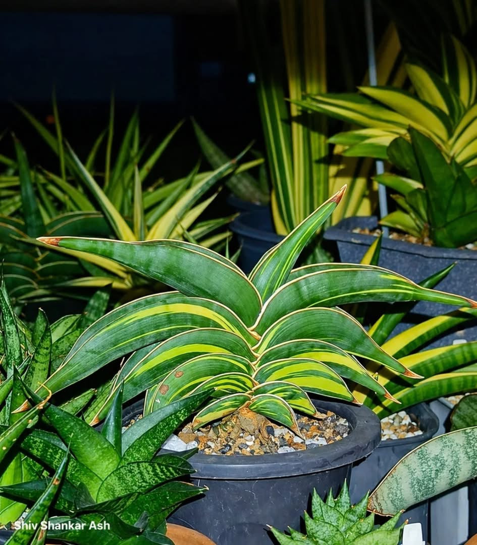 Sansevieria RORIDA VAR