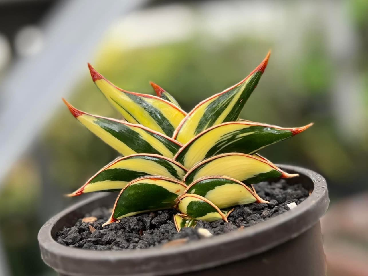Sansevieria RORIDA VAR
