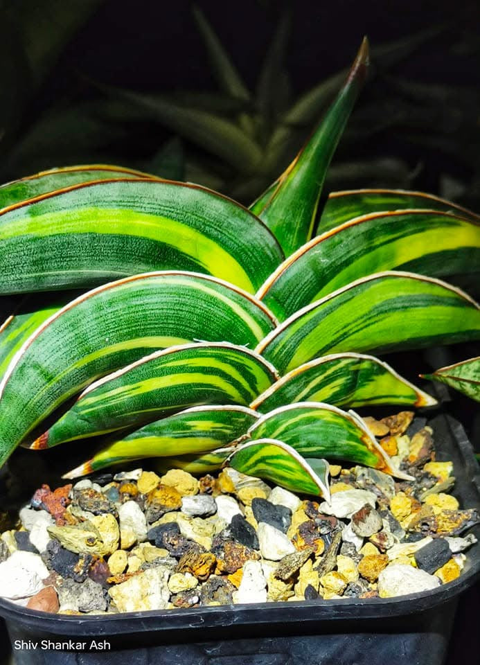 Sansevieria RORIDA VAR