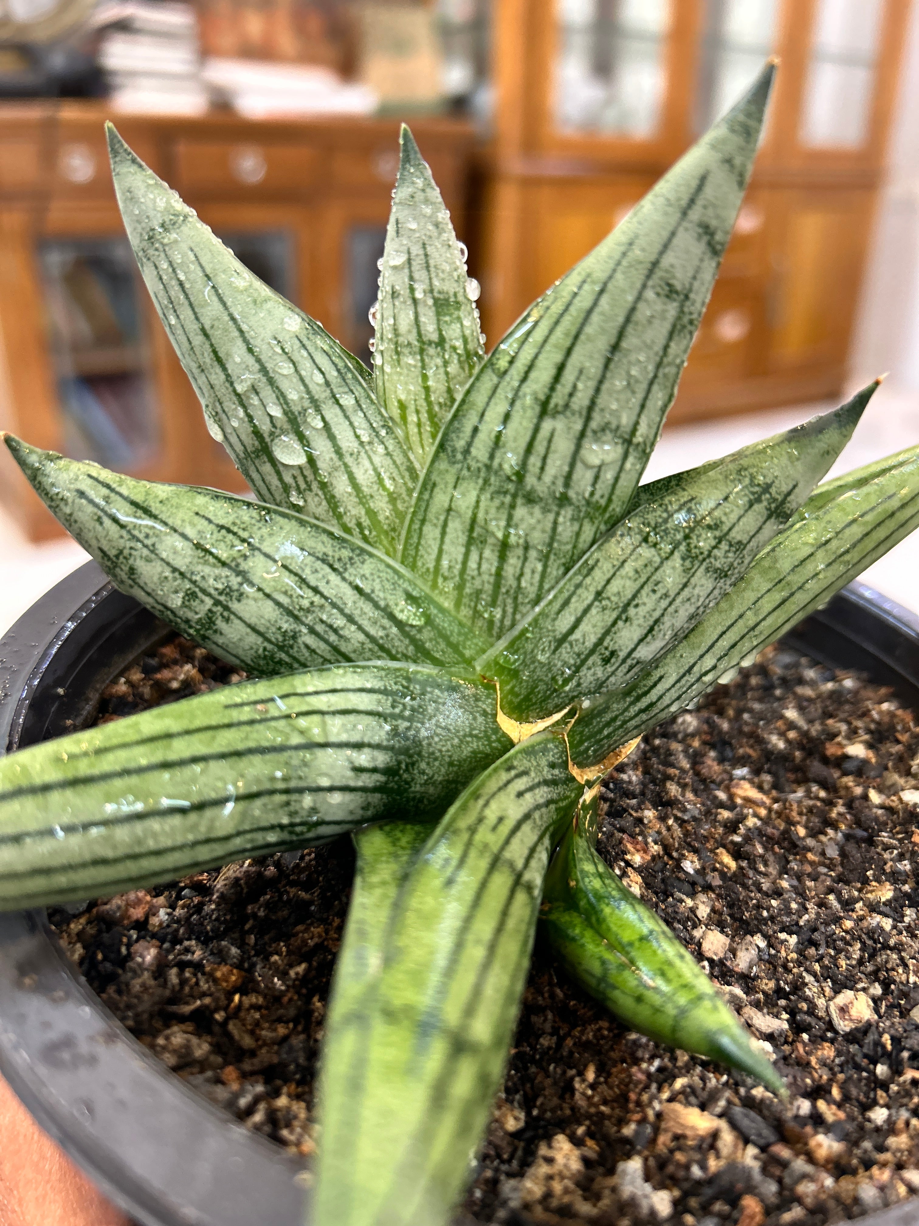 Sansevieria ROOKIE