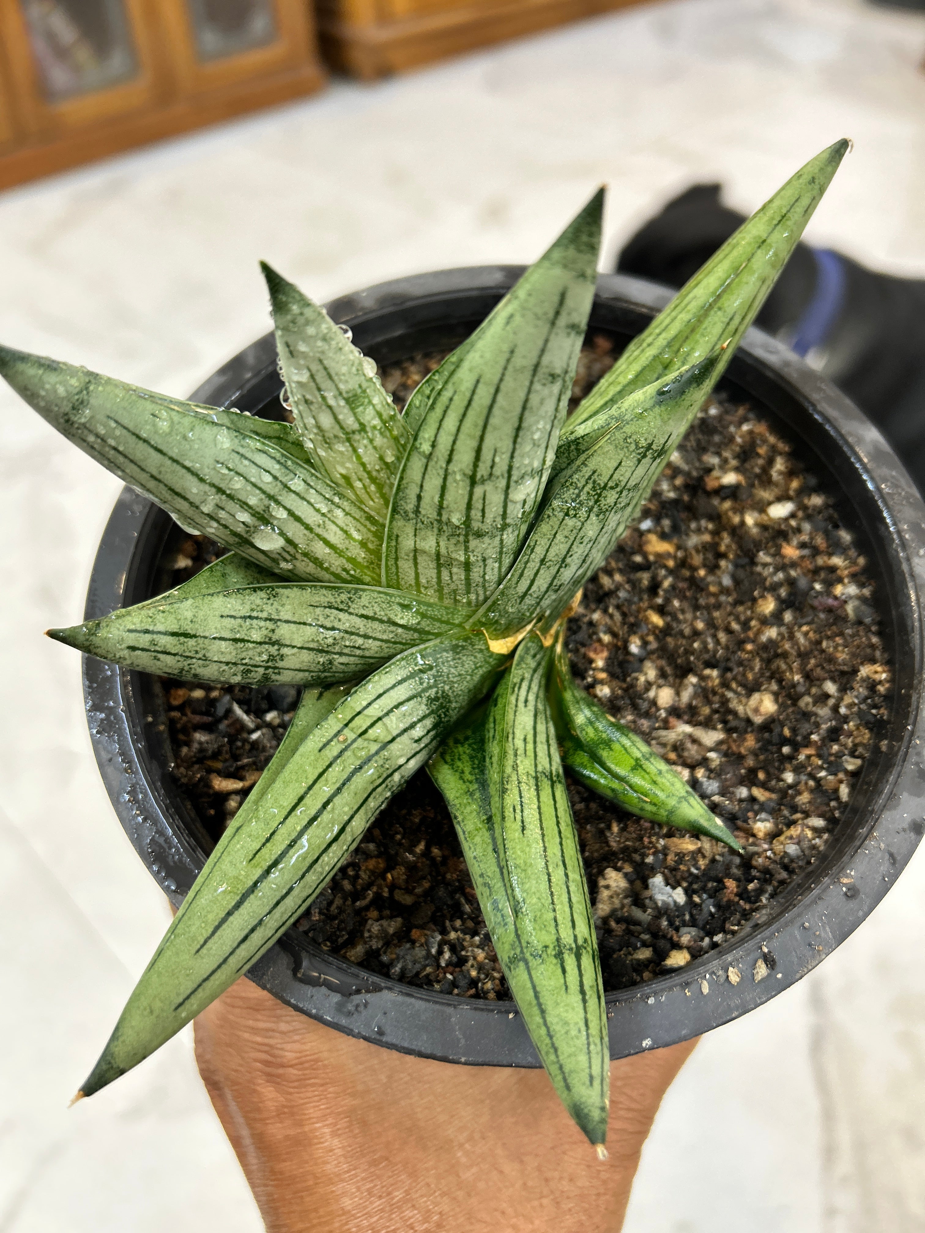 Sansevieria ROOKIE