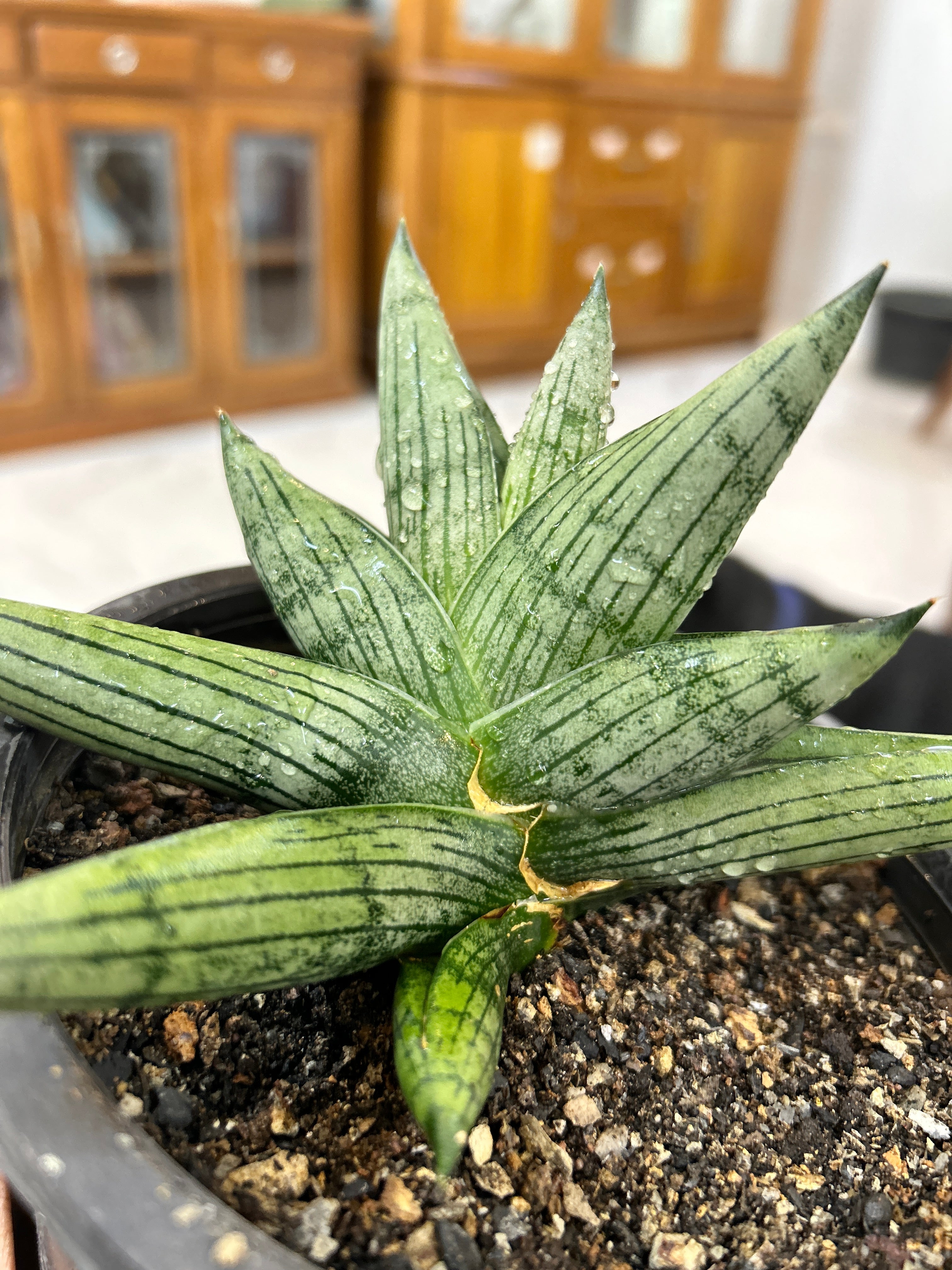Sansevieria ROOKIE