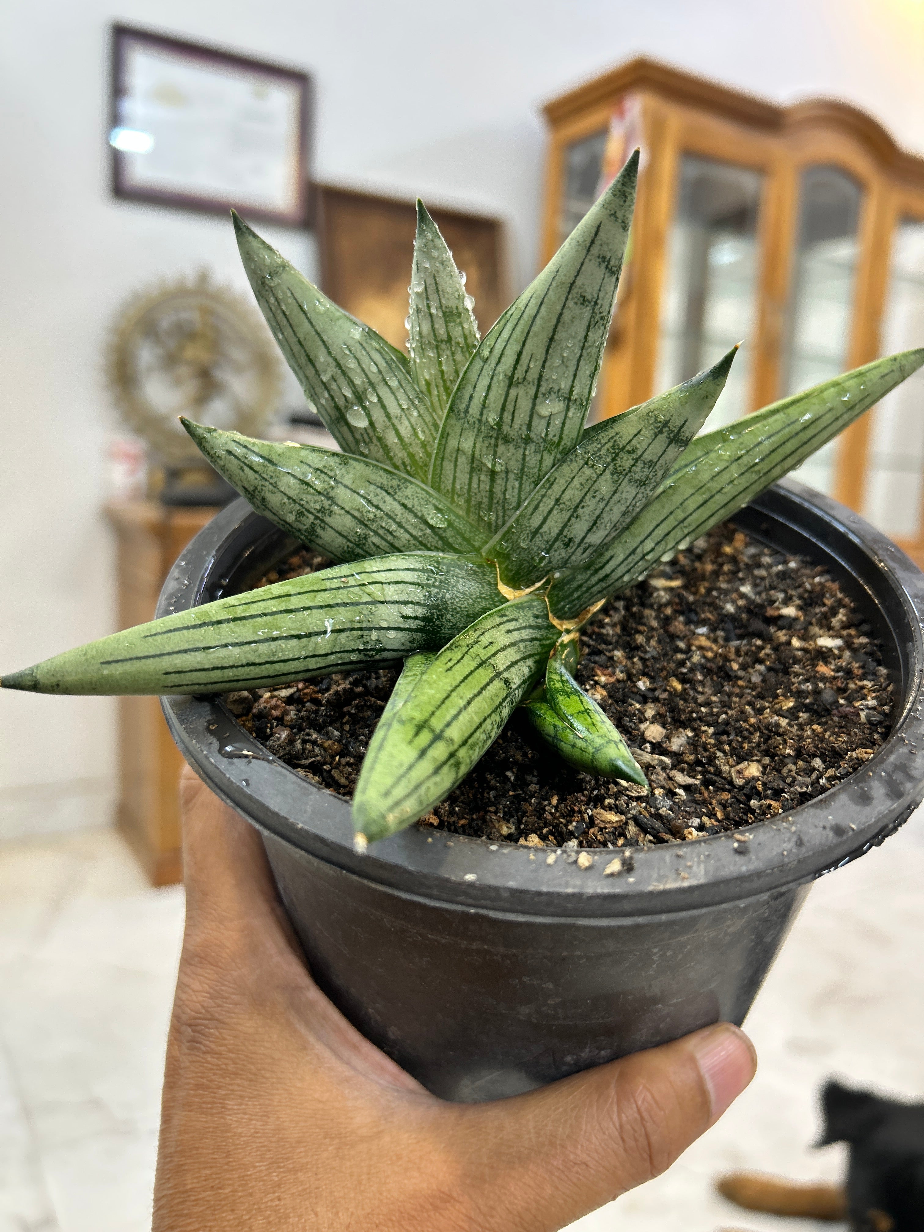 Sansevieria ROOKIE