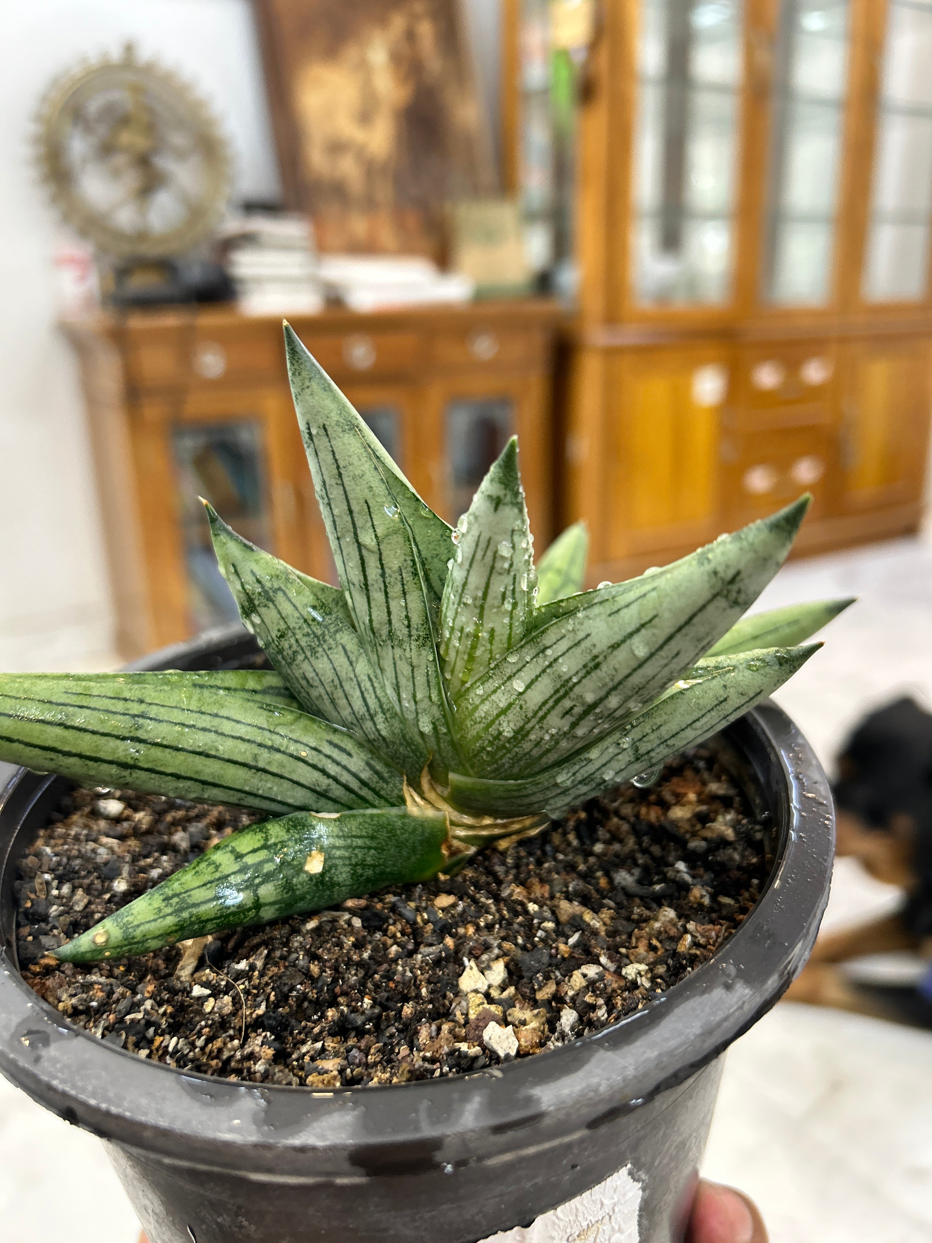 Sansevieria ROOKIE