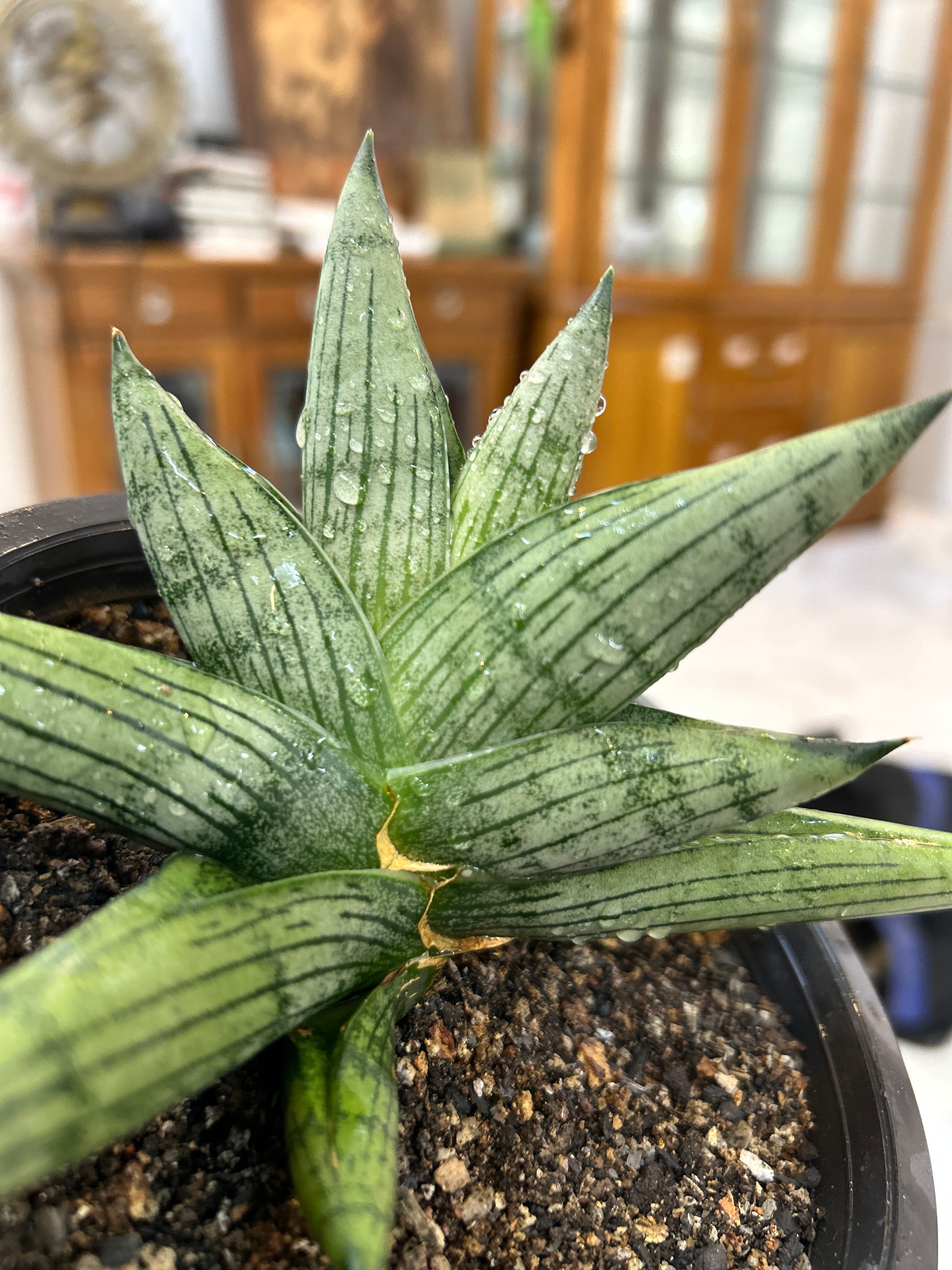Sansevieria ROOKIE