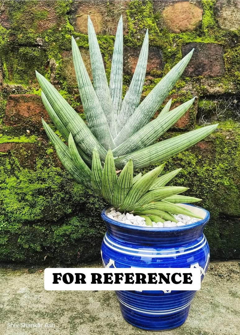 Sansevieria ROOKIE