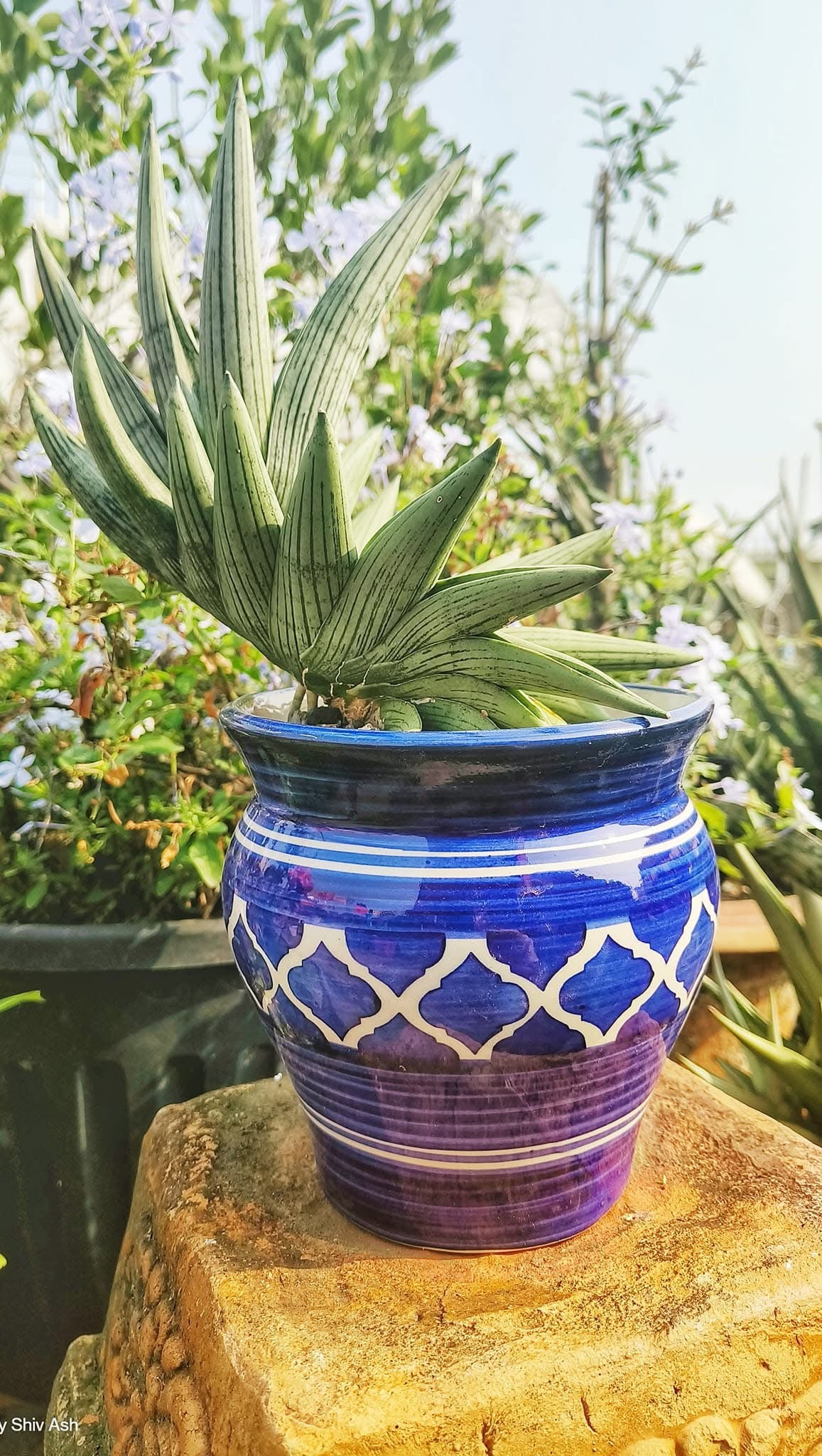 Sansevieria ROOKIE