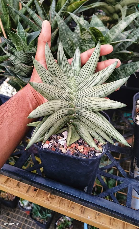 Sansevieria ROOKIE