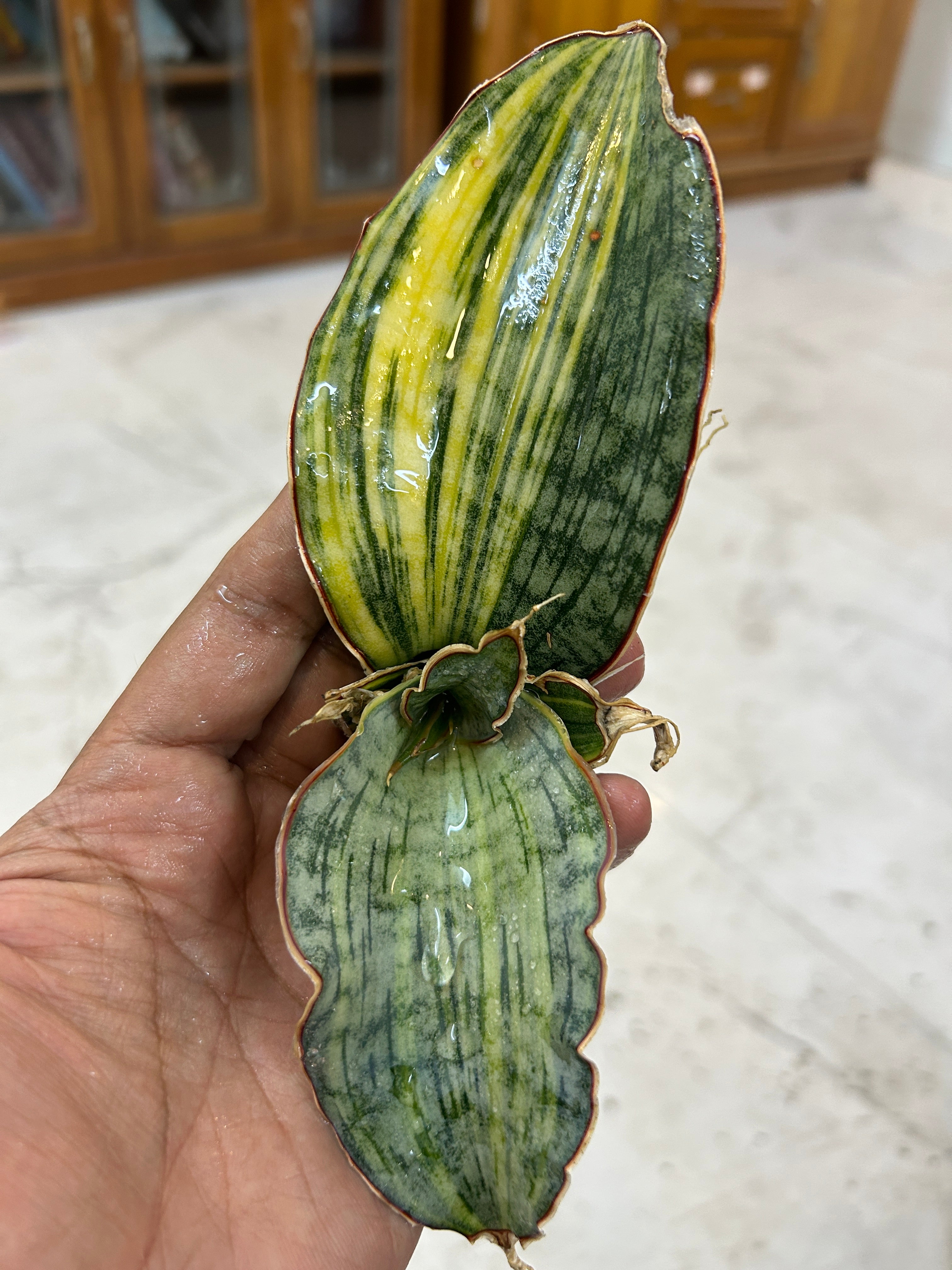 Sansevieria KIRKII SILVER BLUE VARIEGATED