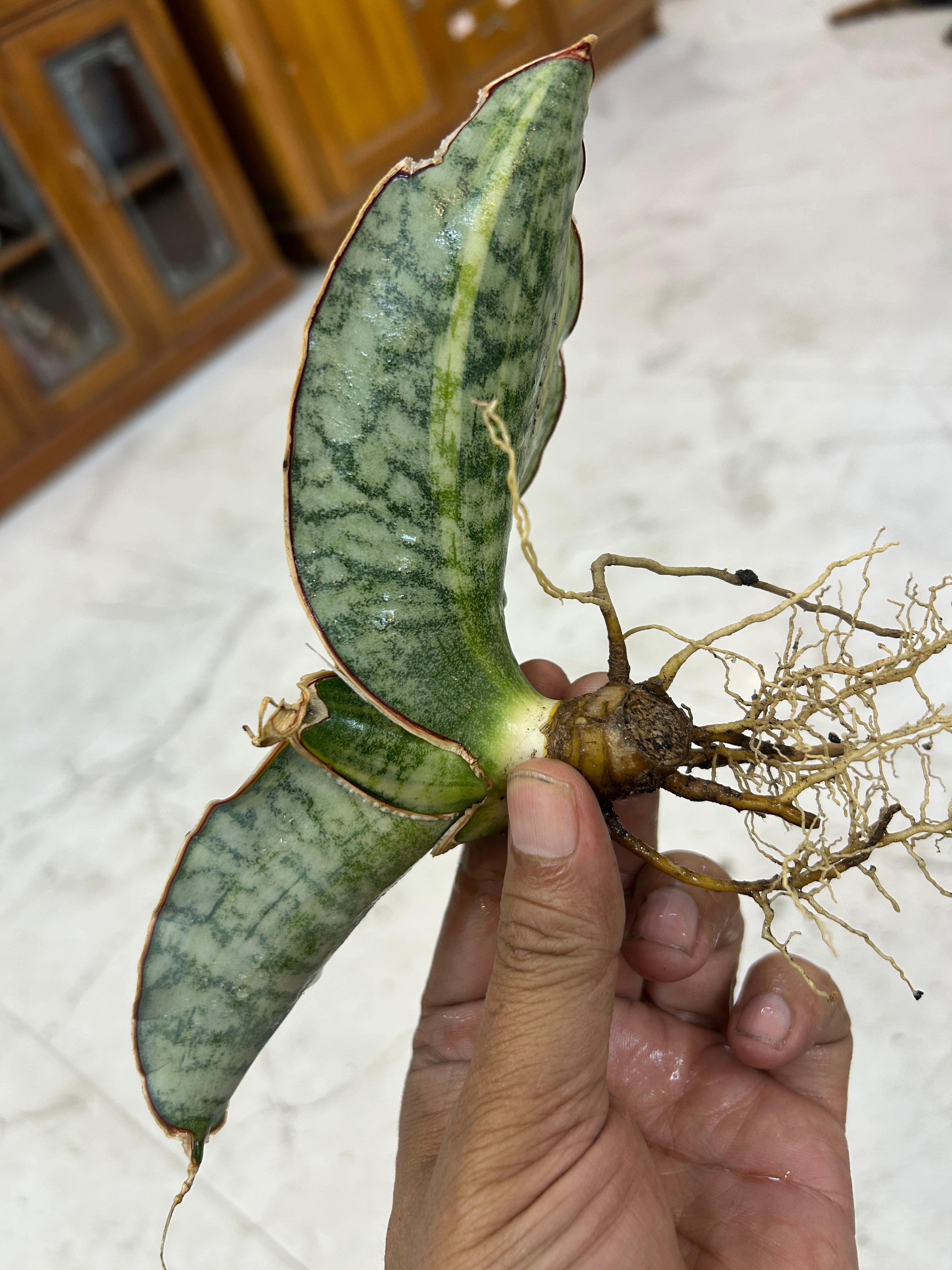 Sansevieria KIRKII SILVER BLUE VARIEGATED